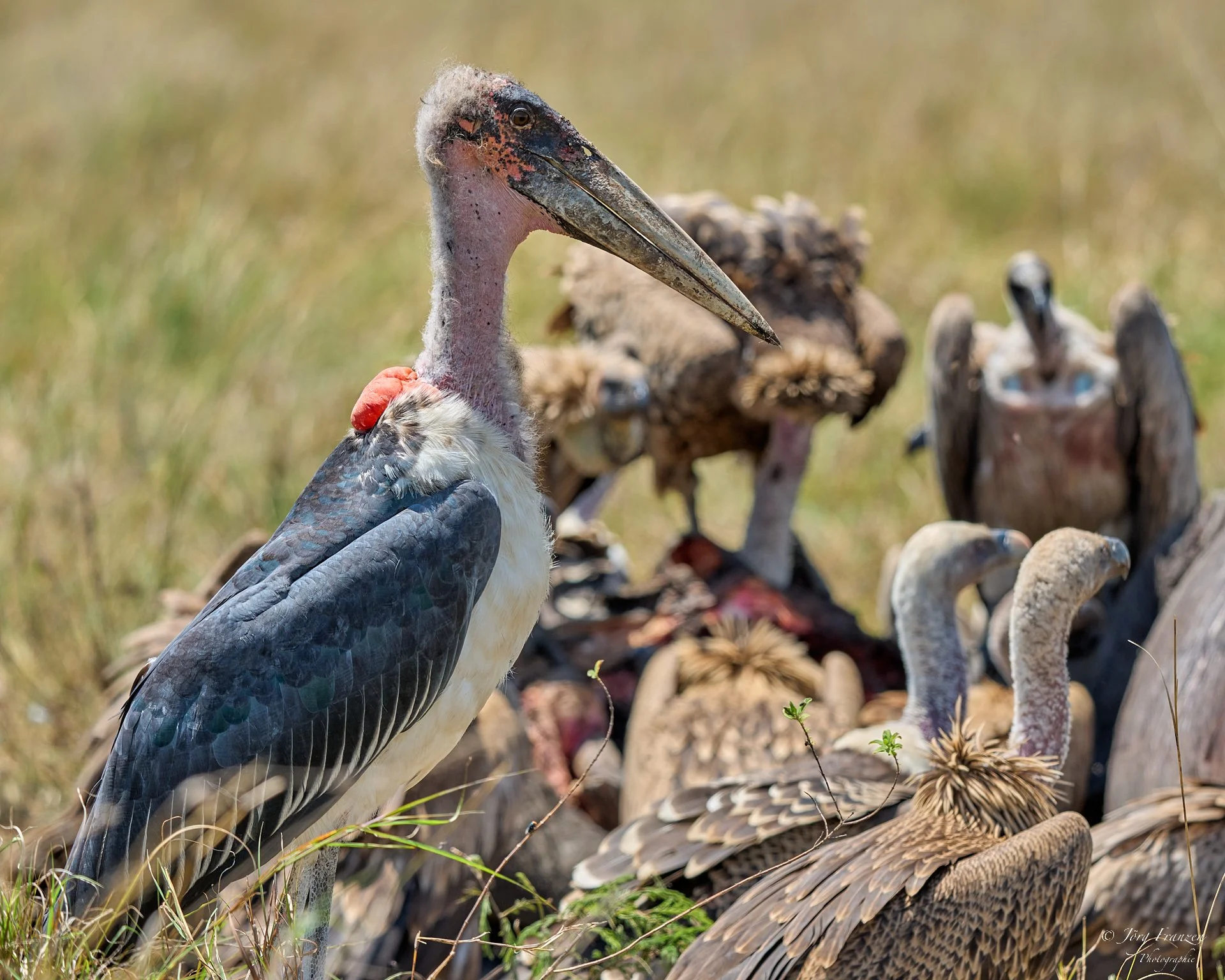 Bei sowas ist der Marabu nicht weit.