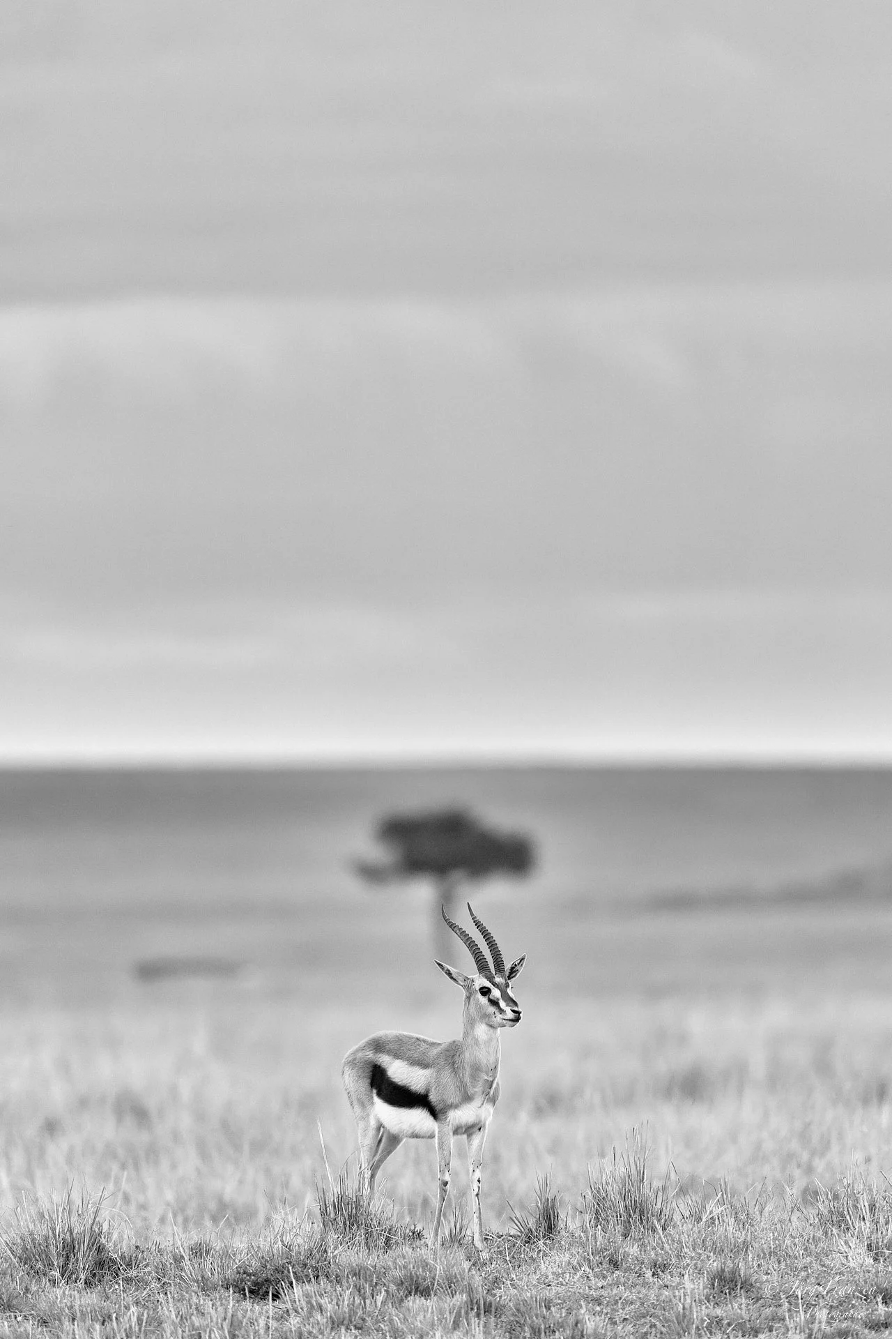 Gazelle vor Schirmakazie