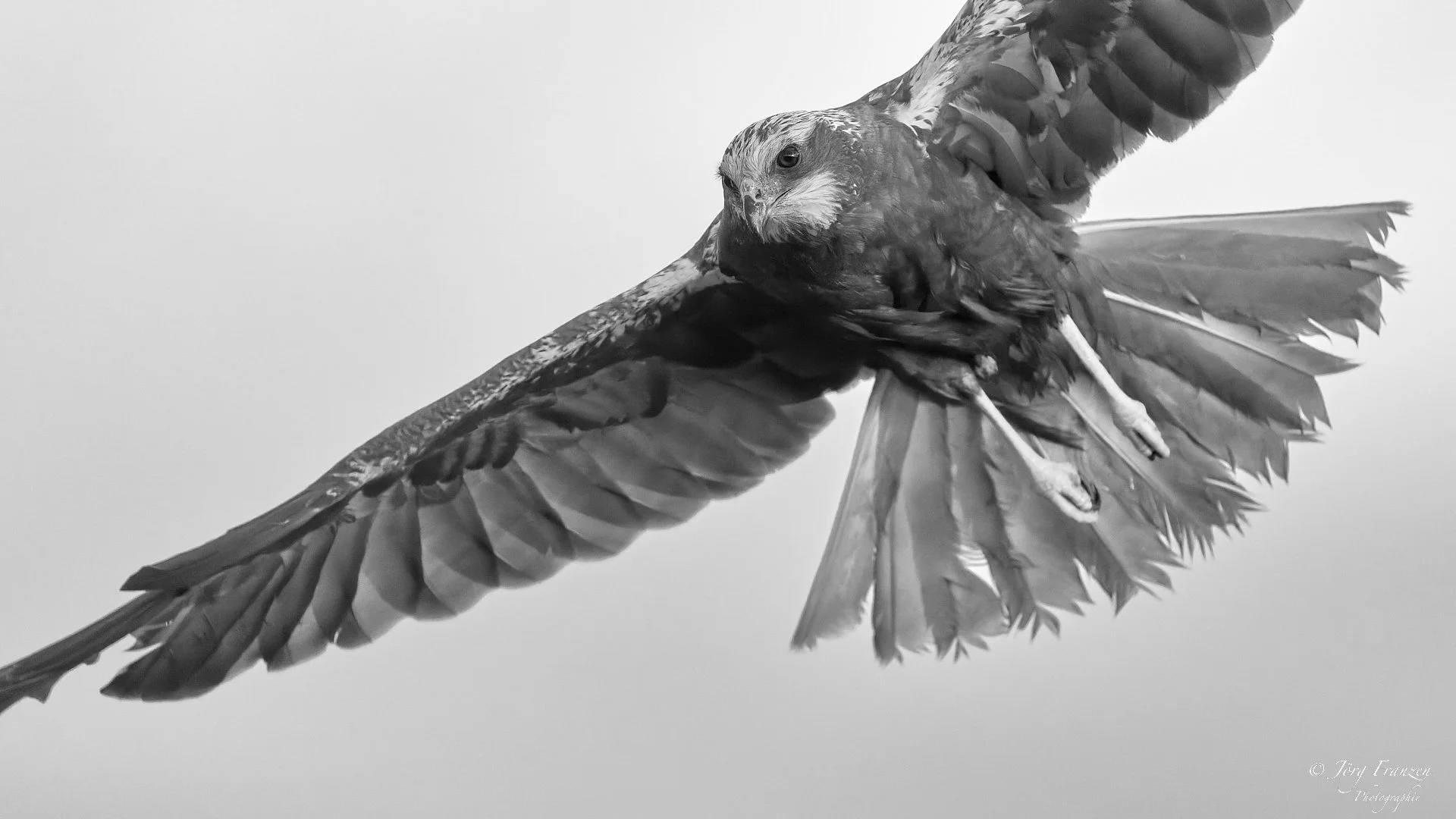 Rohrweihe im Anflug