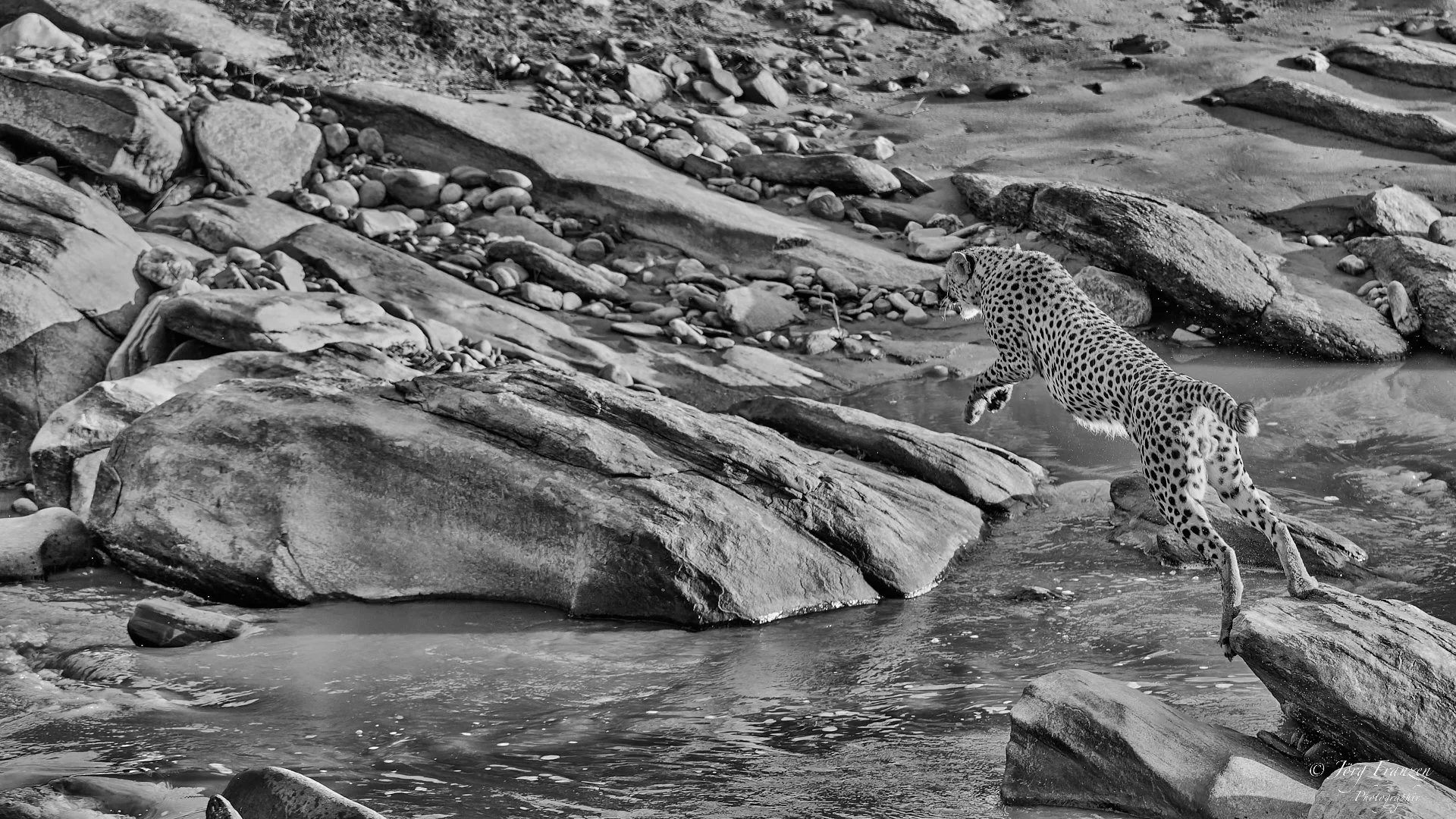 Der Gepard springt über den Fluss.
