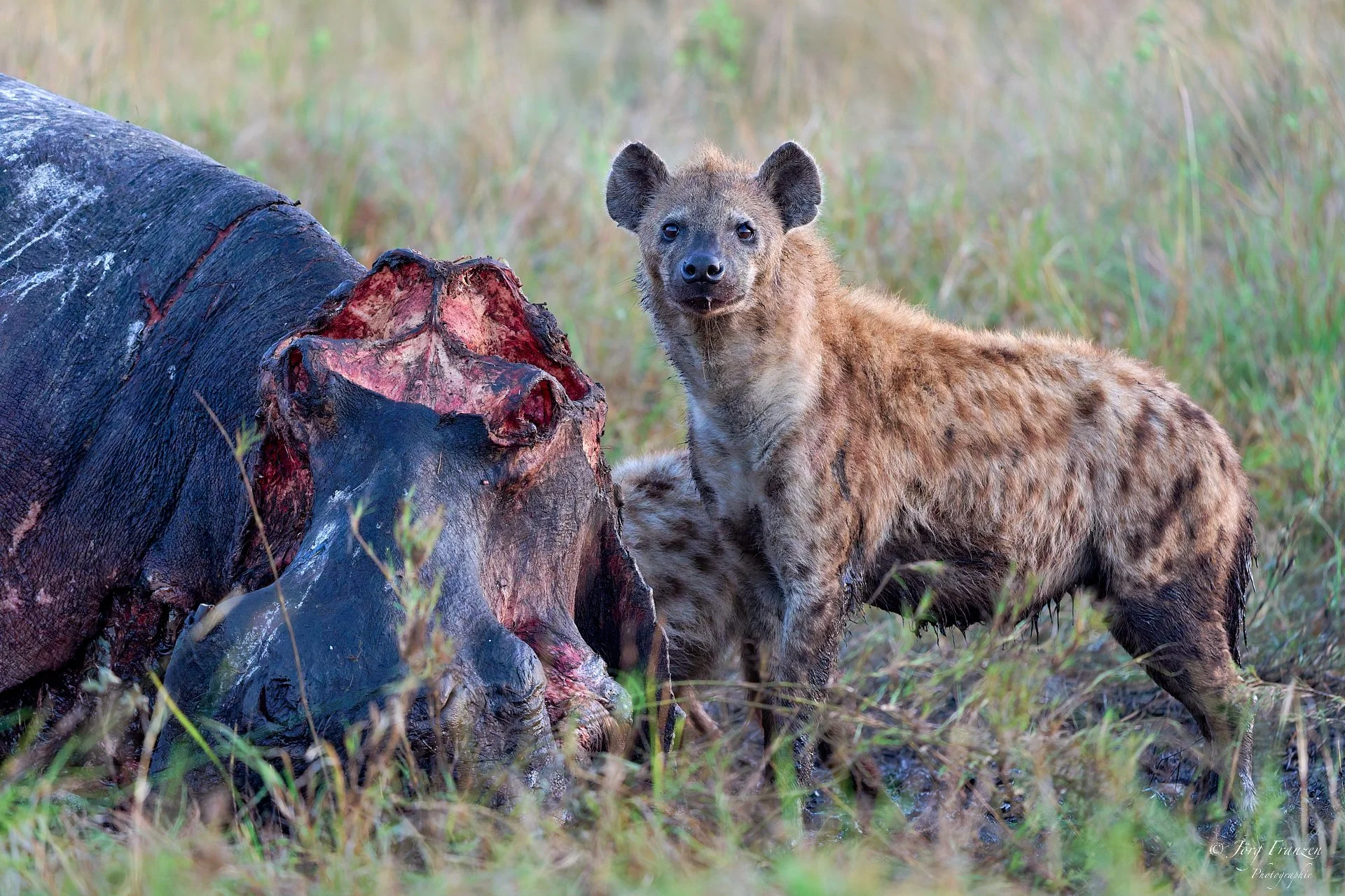 Hyänen an einem Flusspferdkadaver
