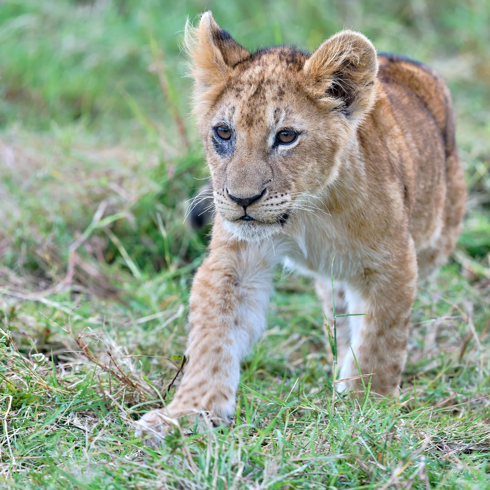 Immer der Nase lang.