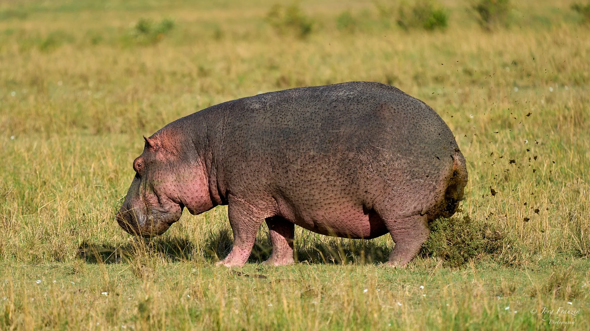 Ein Flusspferd düngt die Savanne.