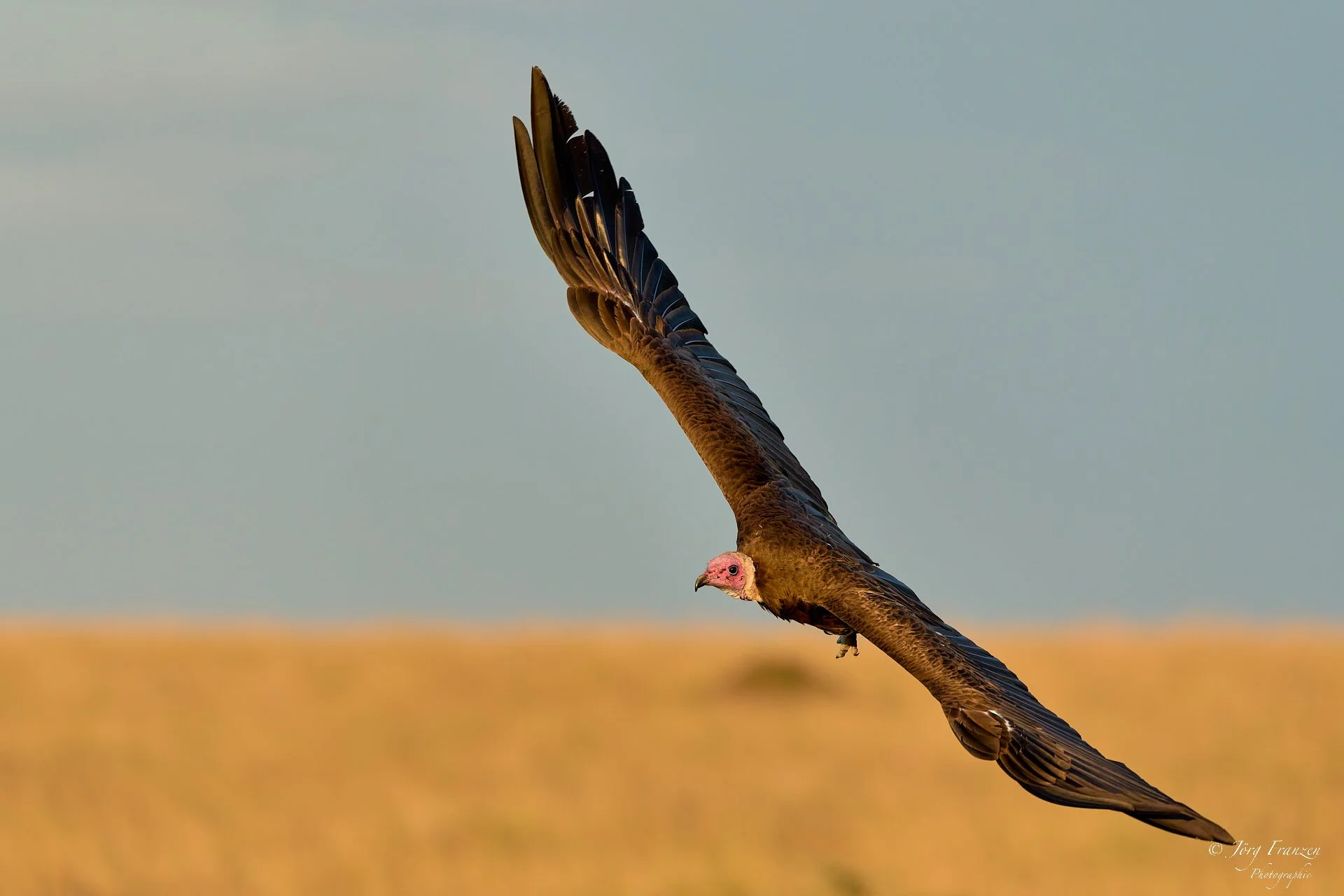 Die Gesundheitspolizei dreht ihre Kreise ...