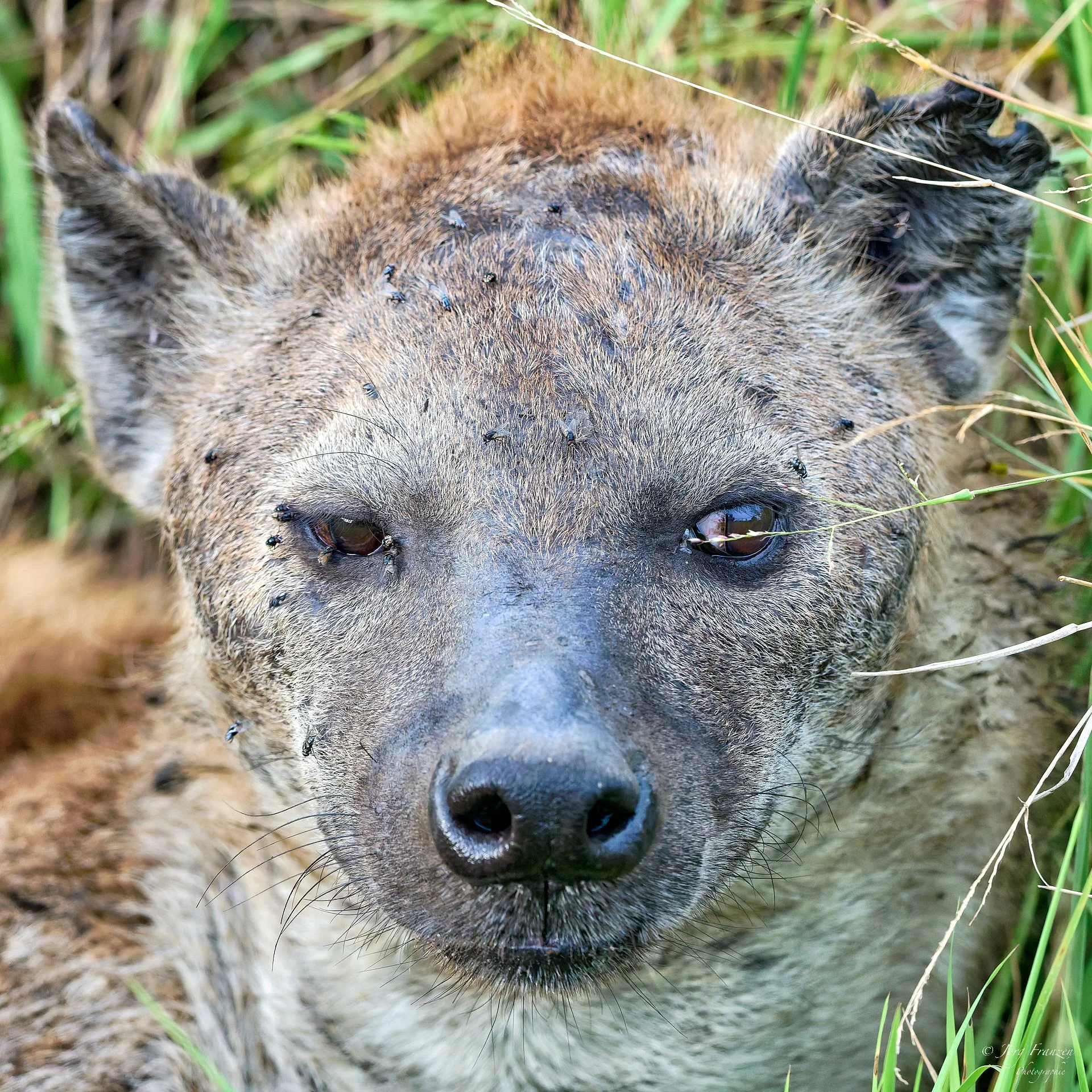 Noch näher möchte man dann auch nicht heran.
