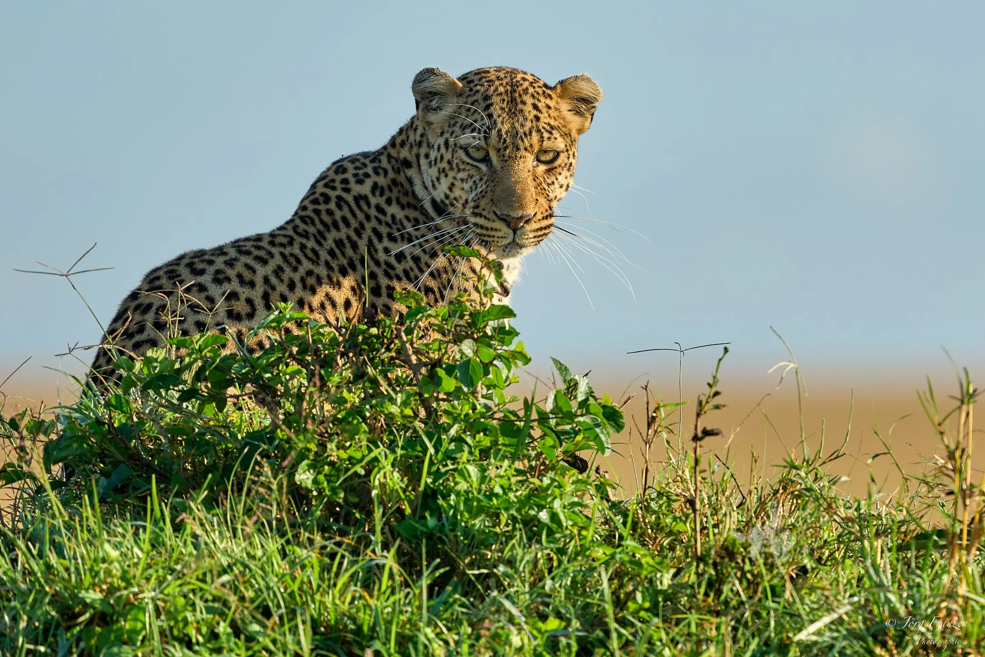 Leopard auf kleiner Anhöhe