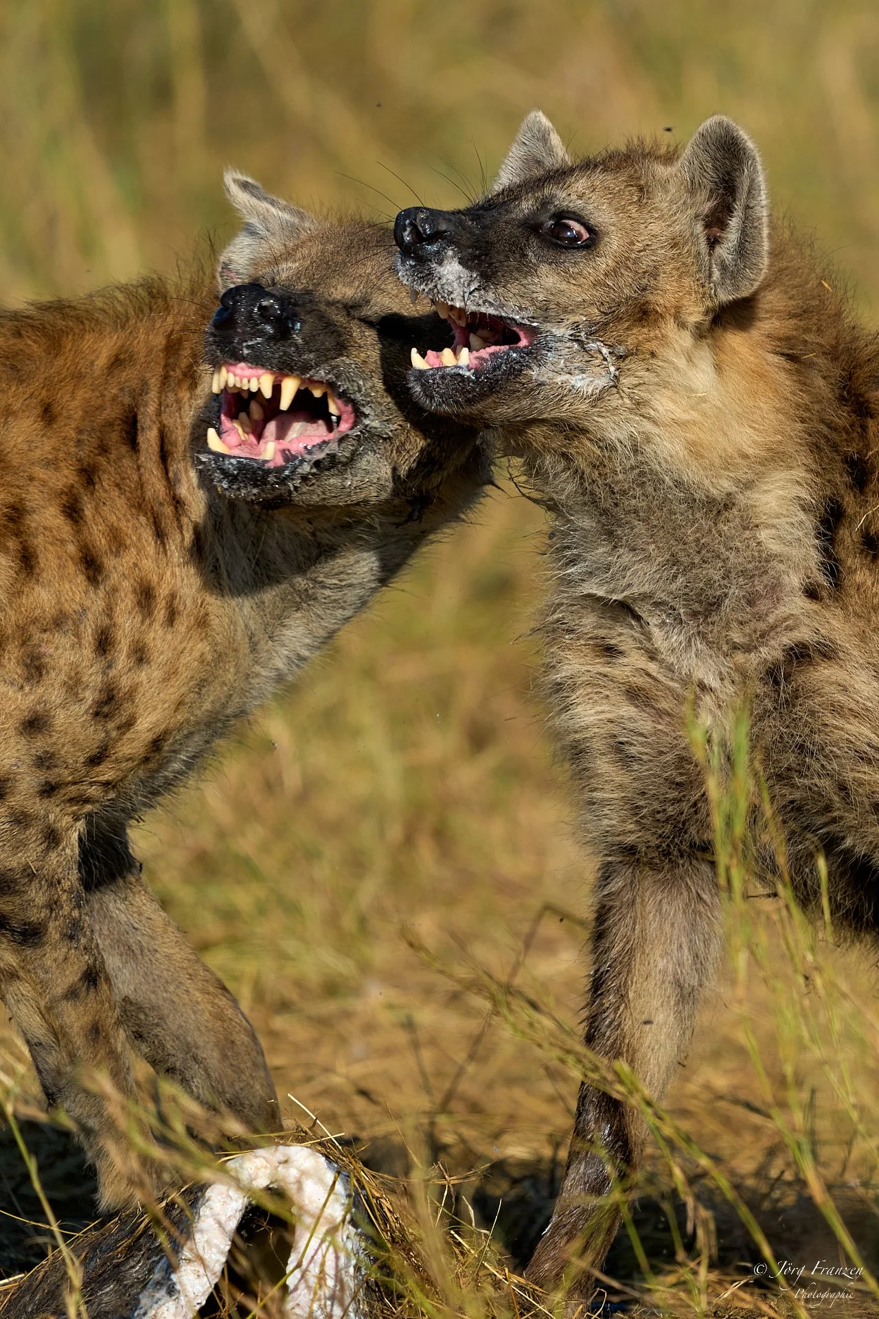 ... und die dicke Haut sind übrig geblieben.