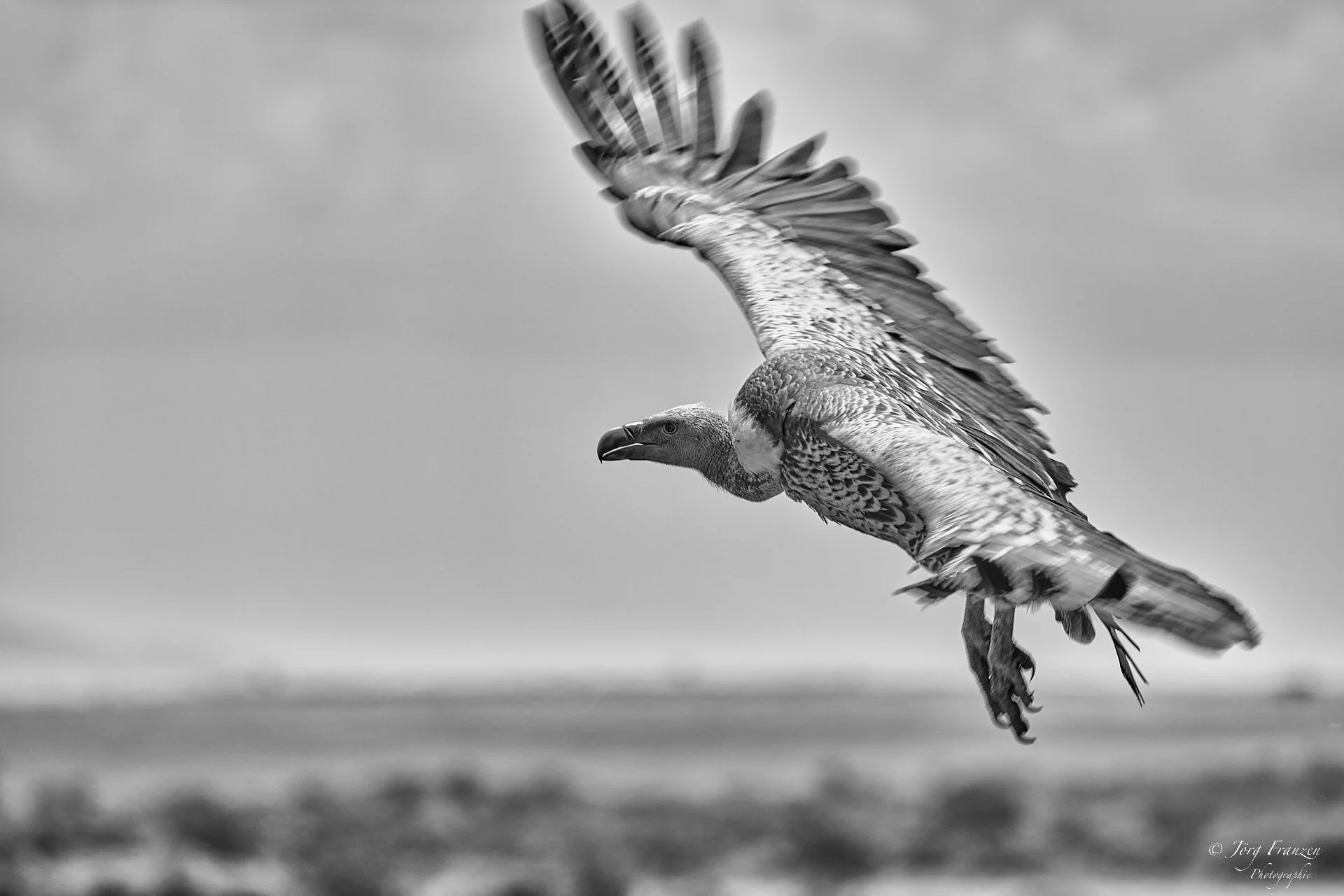 Weißrückengeier im Anflug
