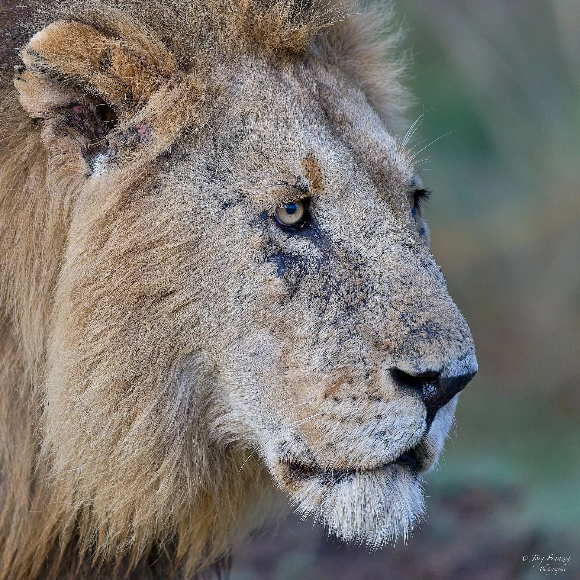 Ein König am Morgen ...