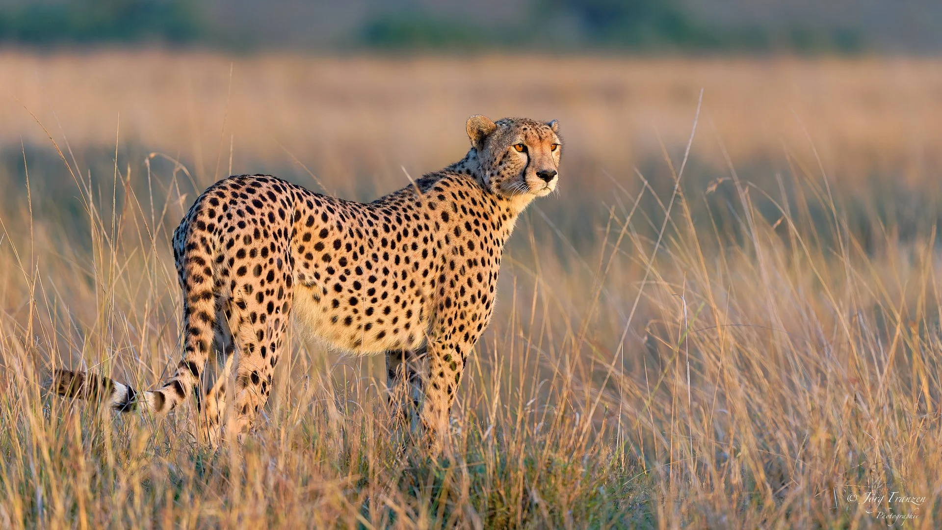 Wir folgen dem Tier.