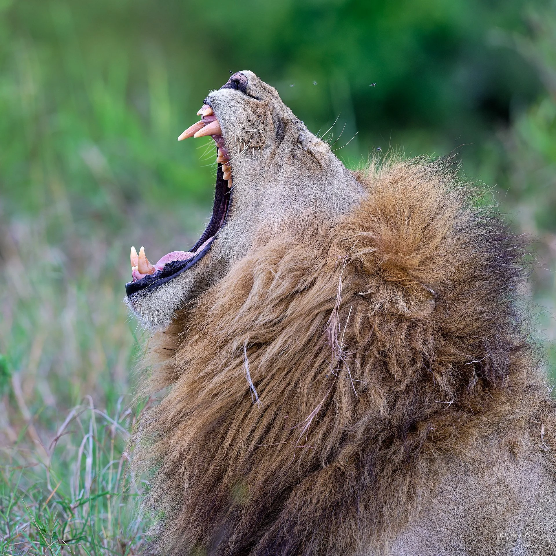 Der Vater wird in Ruhe gelassen.