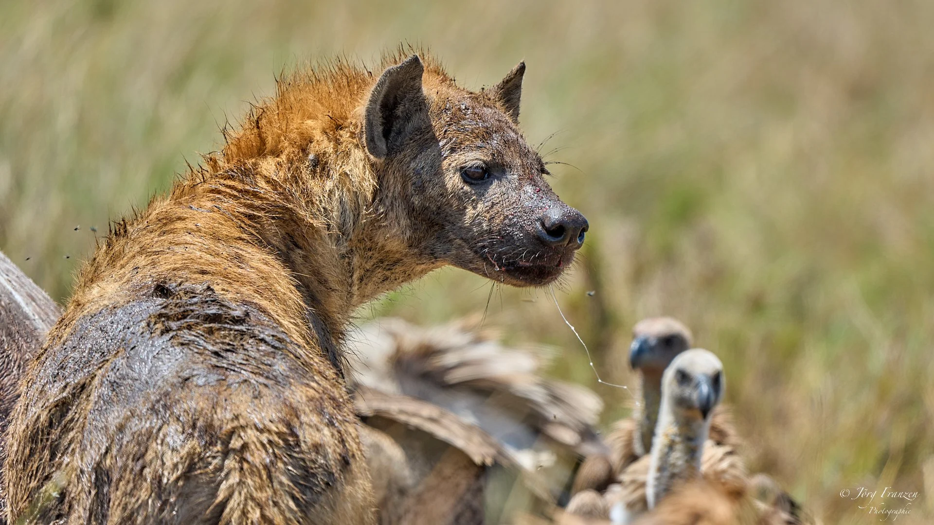 Tüpfelhyäne am verendeten Flusspferd