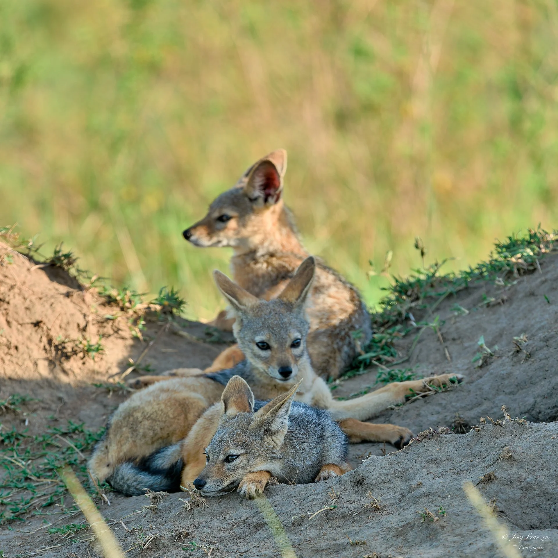 Junge Schakale am Bau
