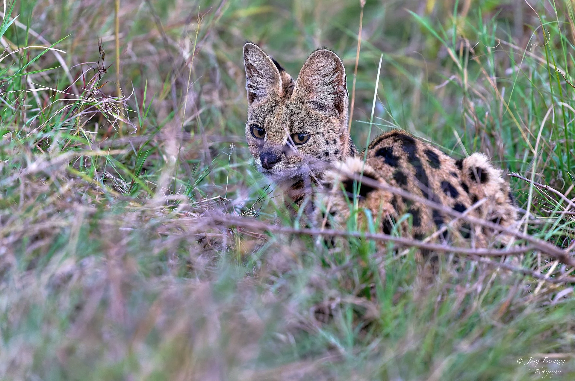 Junger Serval