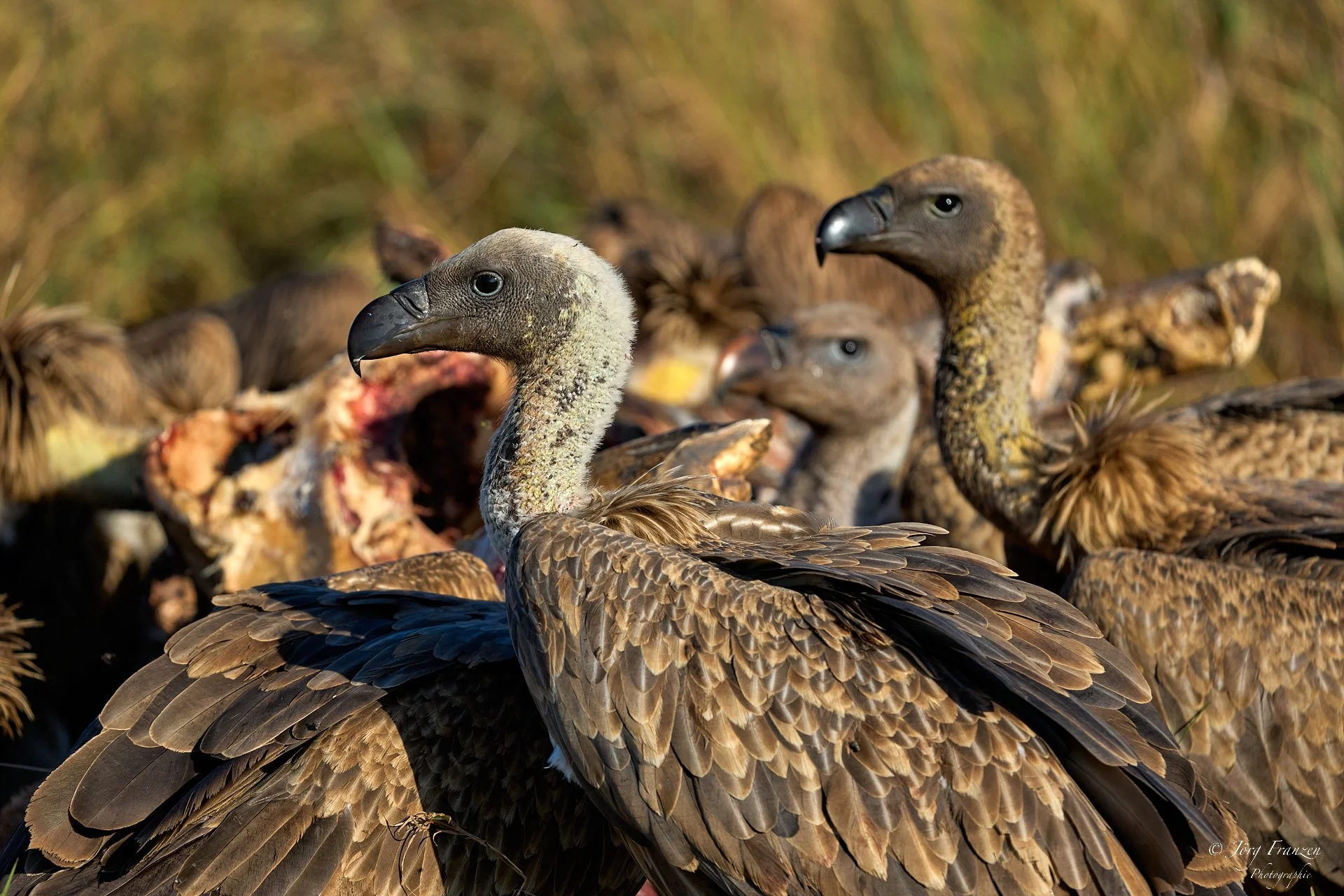 Zurück am Flusspferdkadaver. Nur noch Knochen ...