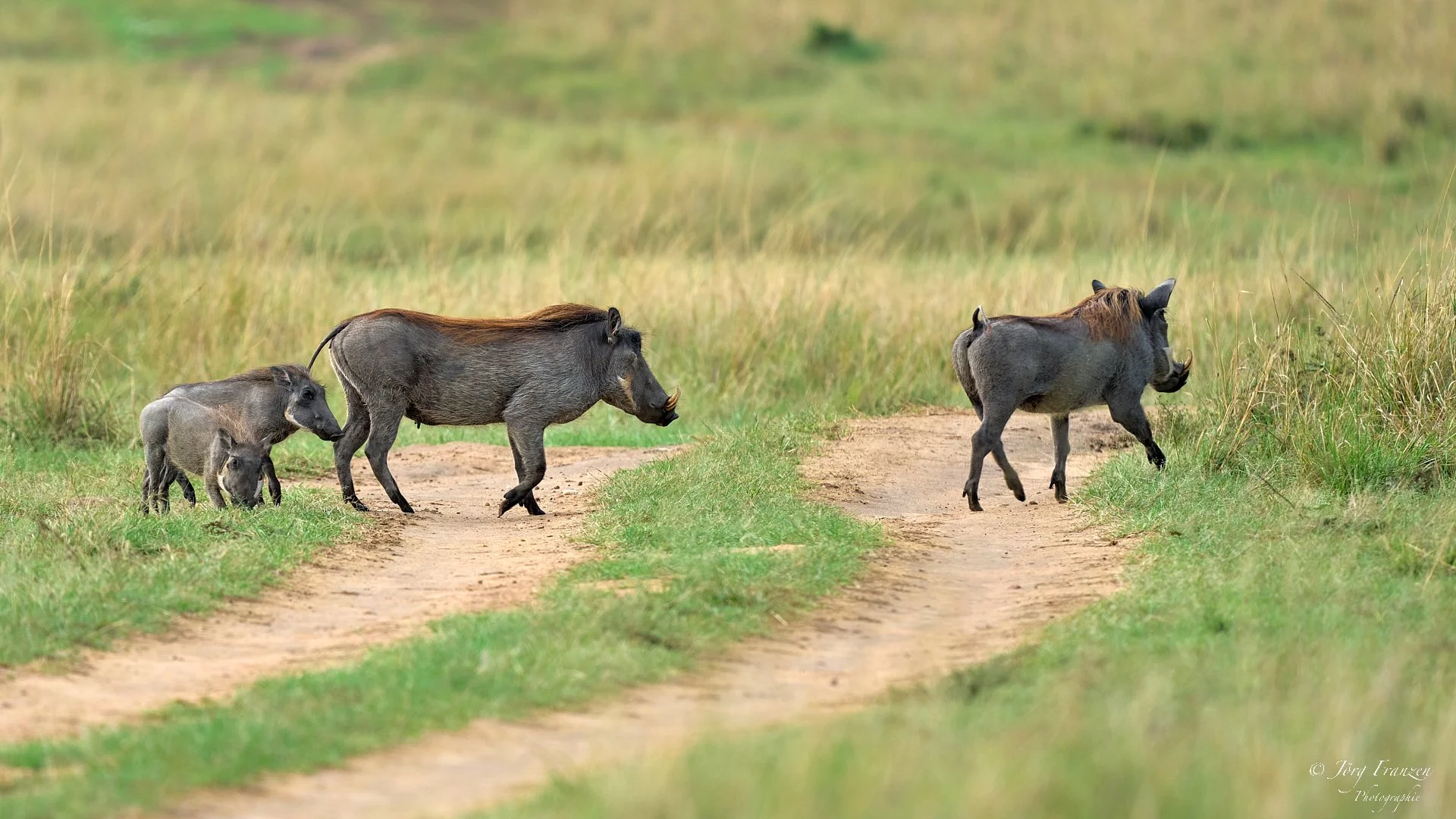 Familie Warzenschwein ist in Gefahr.