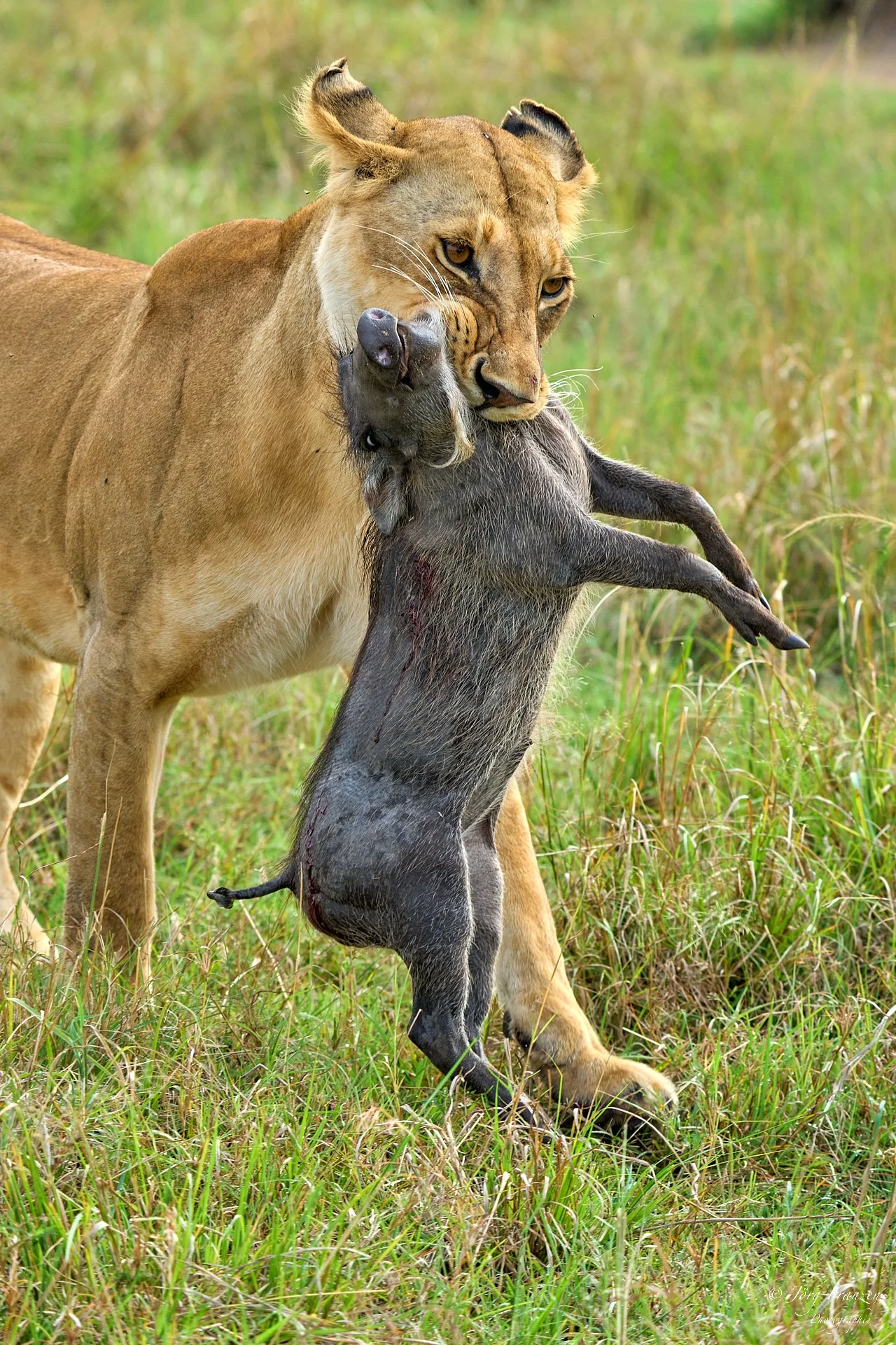 Das noch lebende Opfer ...