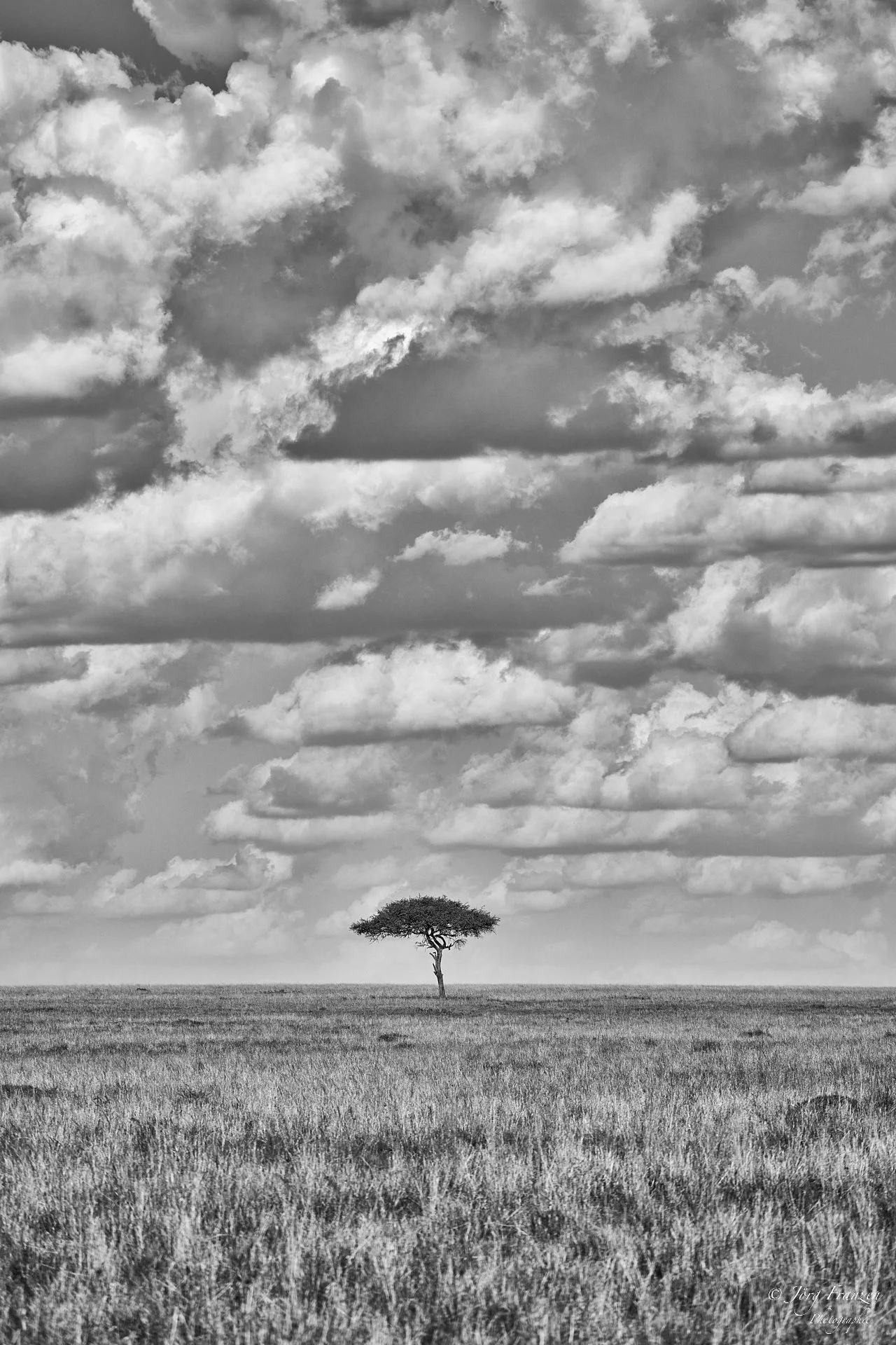 Einsame Schirmakazie