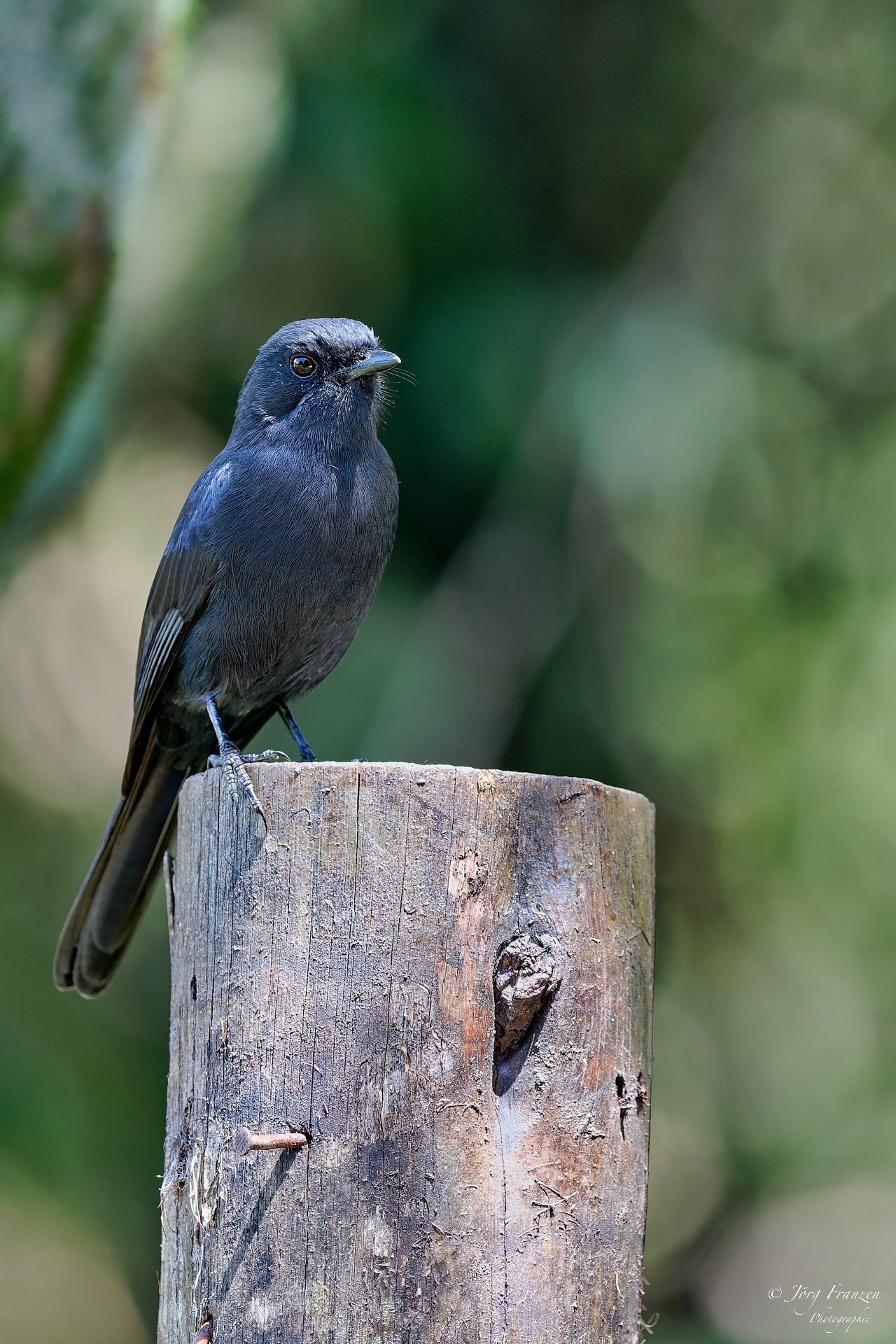 Fliegenschnäpper nahe der Unterkunft