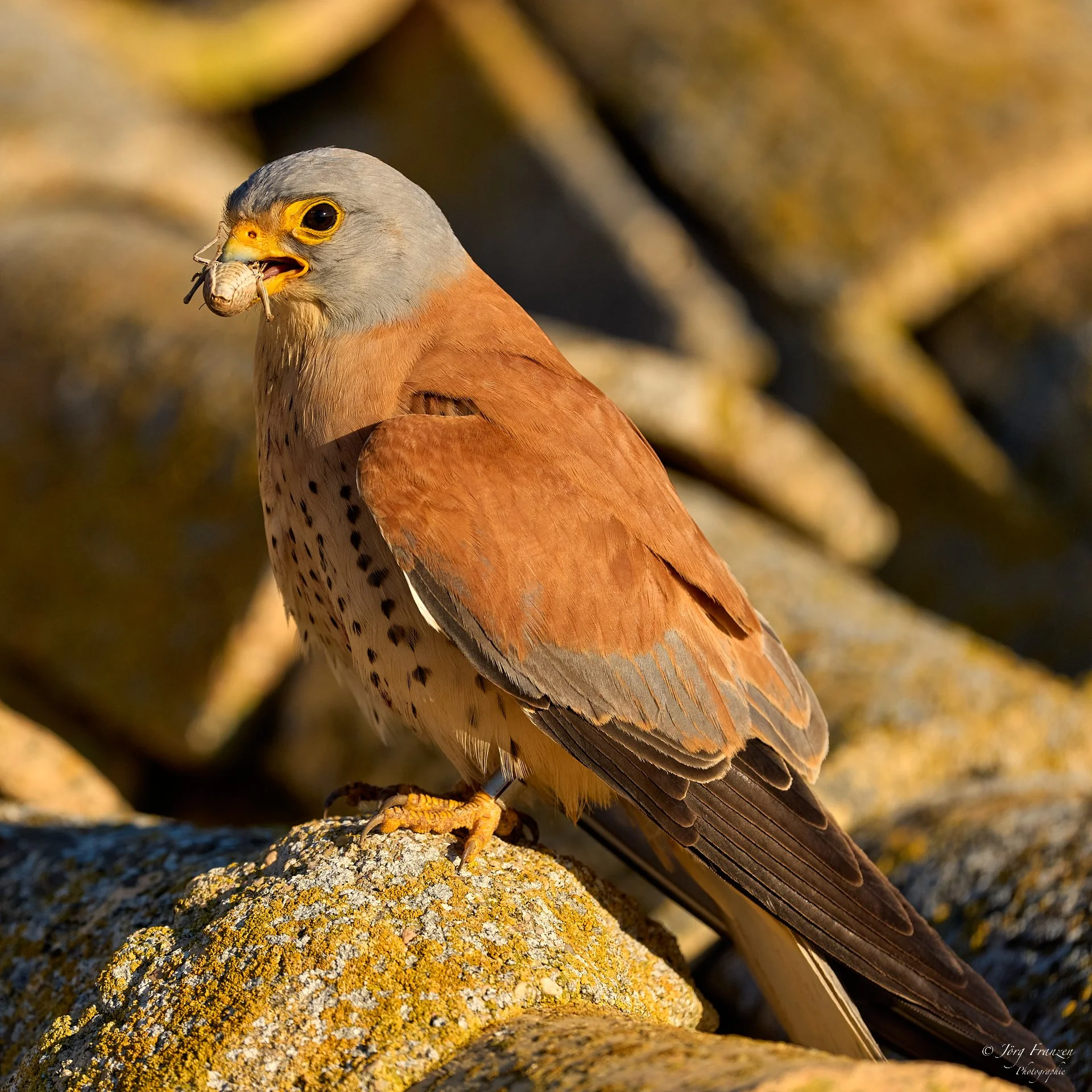 Rötelfalke mit Beute