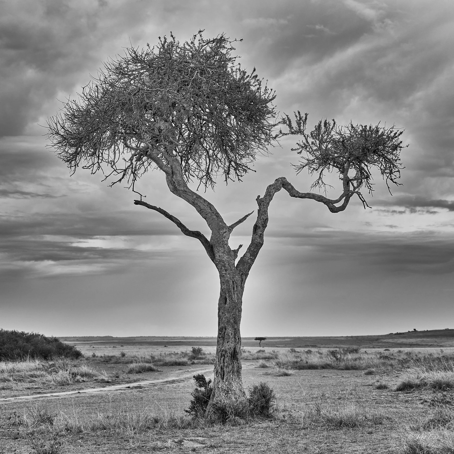 Der Baum, auf dem Impala und Leopard liegen