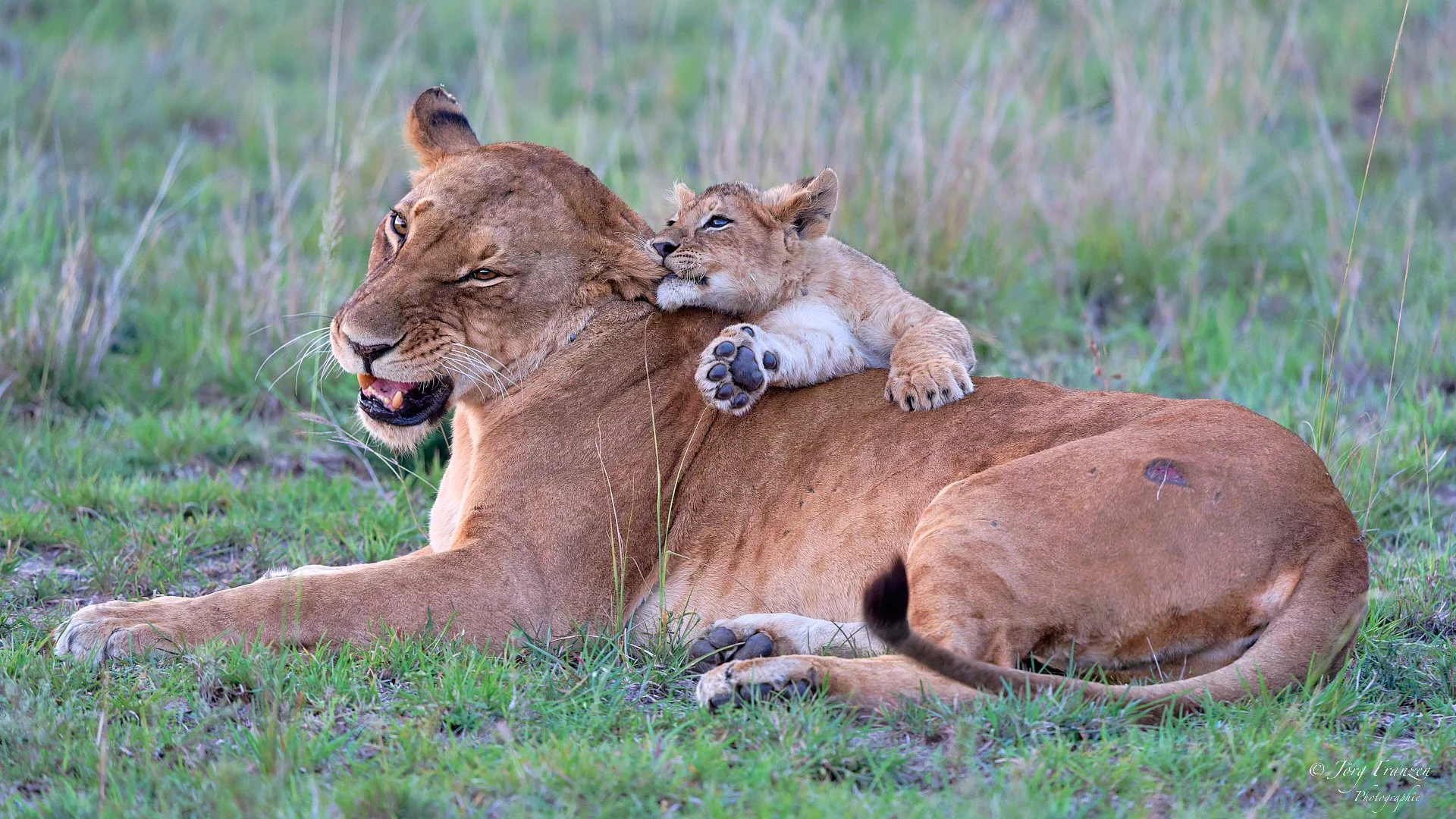 Inklusive Ohrenlangziehen