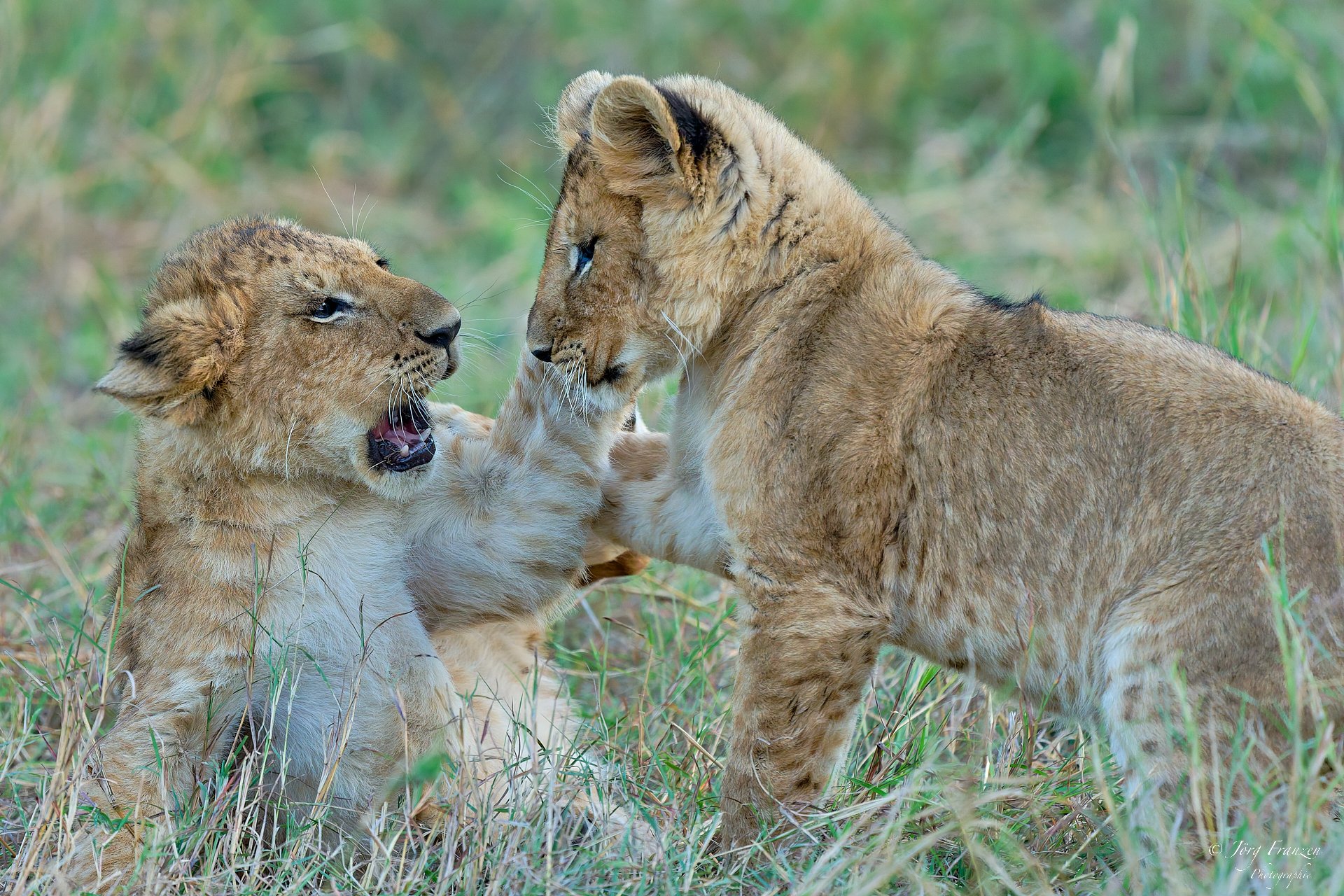 Wieder zu Besuch beim fig tree pride