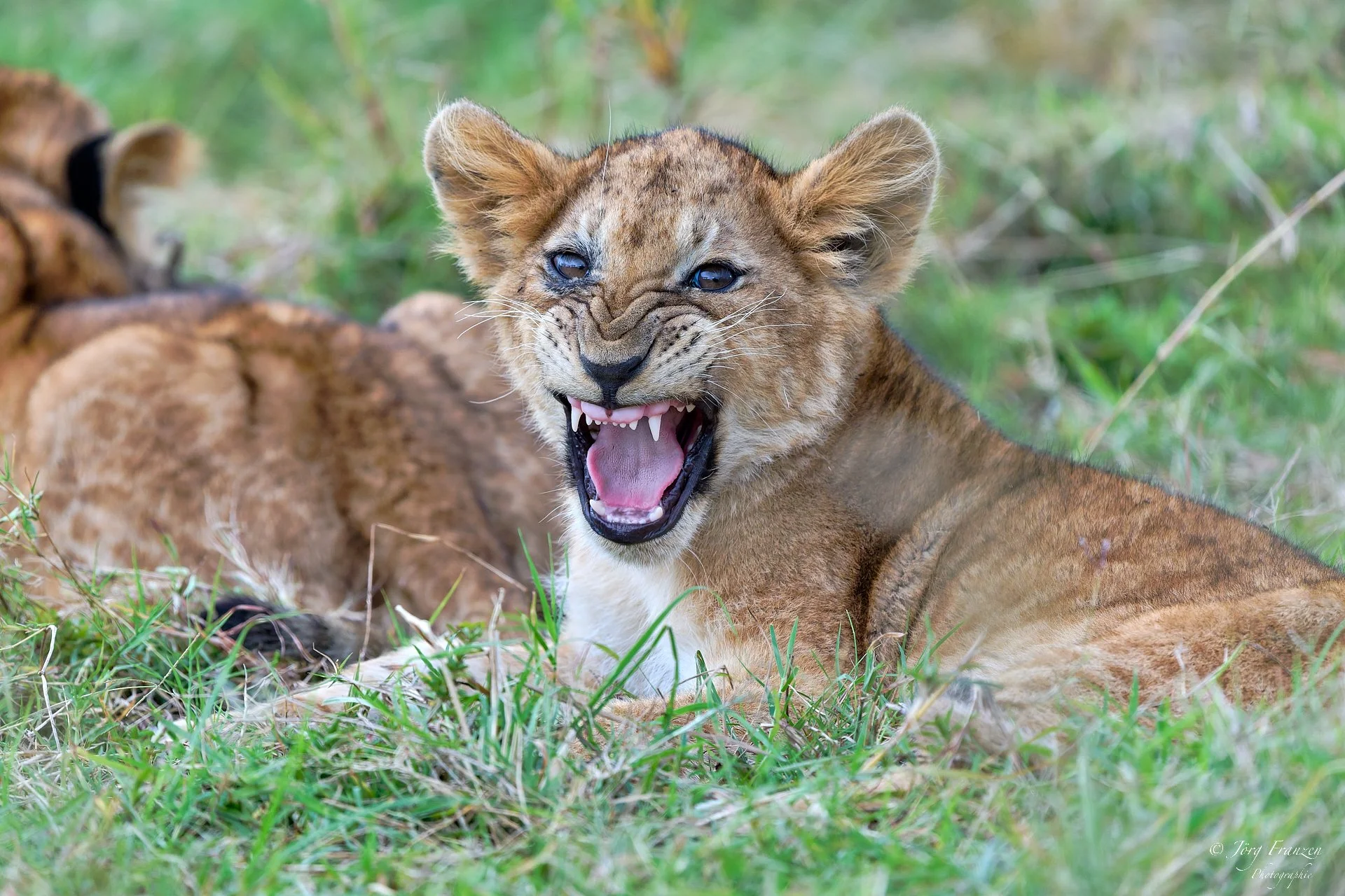 Und zeigt schon mal Zähne.