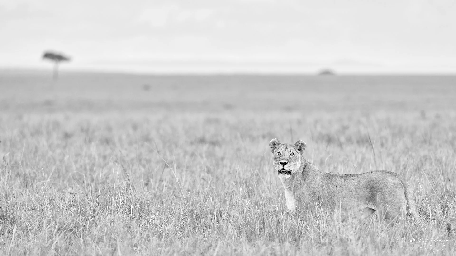 Löwin in der Weite der Savanne
