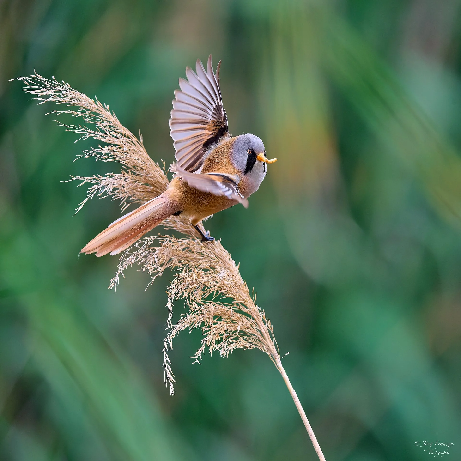 Abflug mit Beute