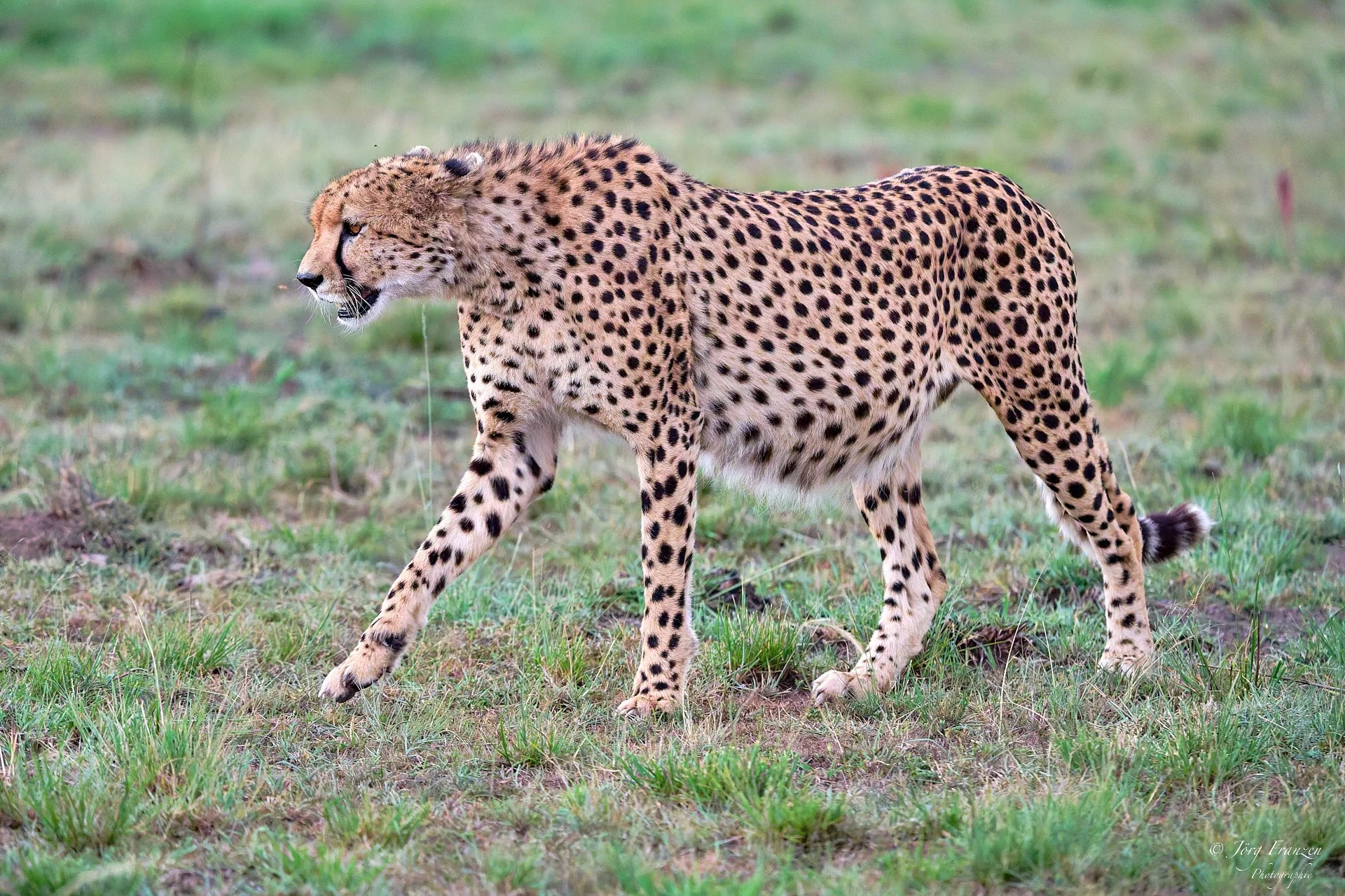 Eine hochschwangere Gepardin