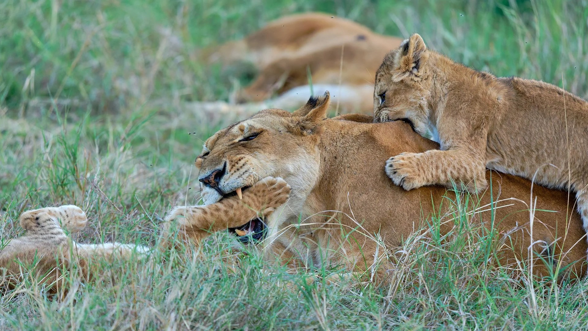 ... das beißt sich.