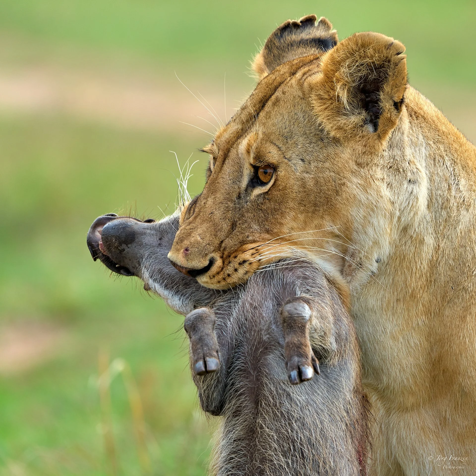 Die Löwin hat eines der Jungtiere erwischt.