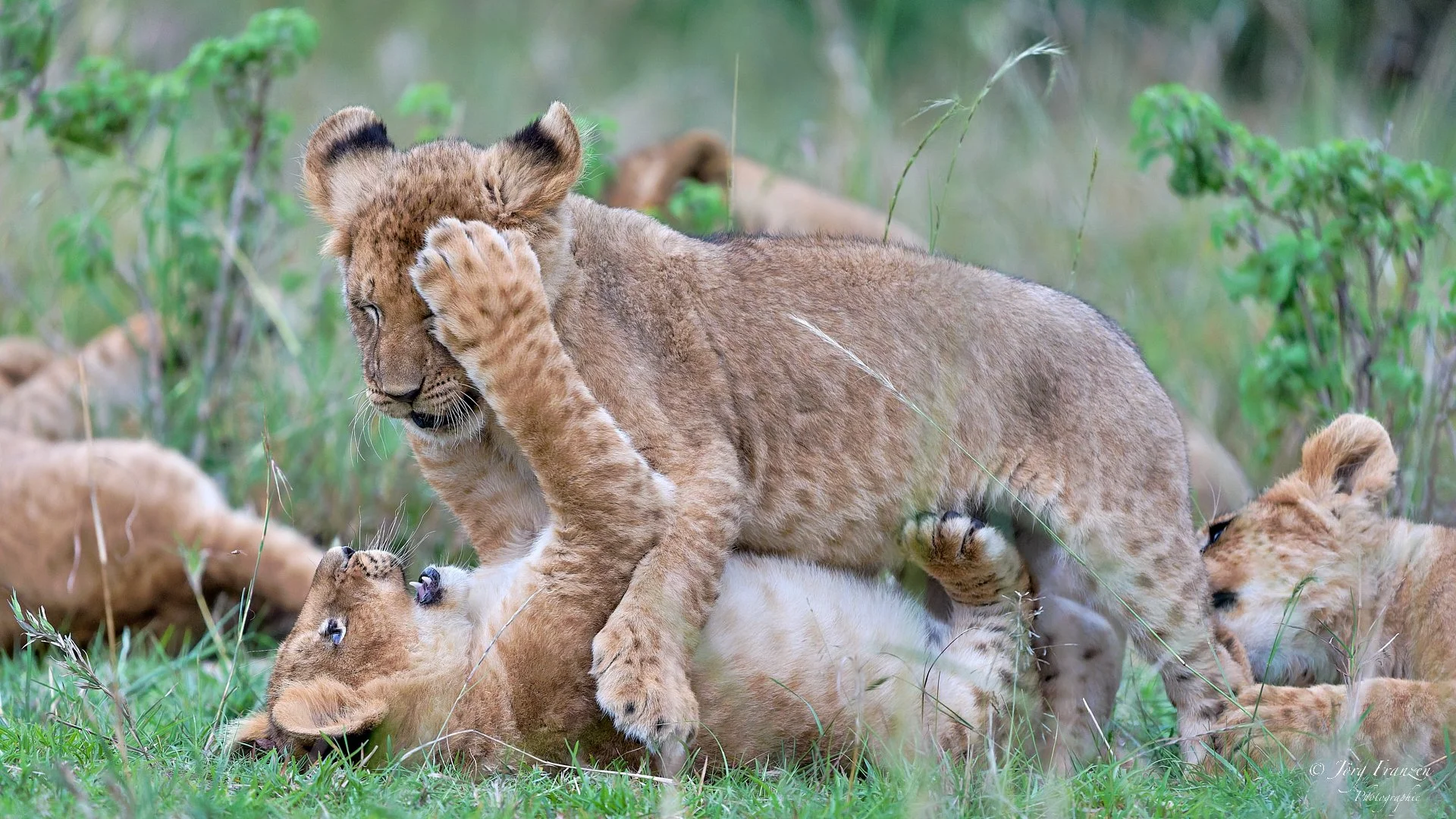Die Rasselbande des fig tree pride