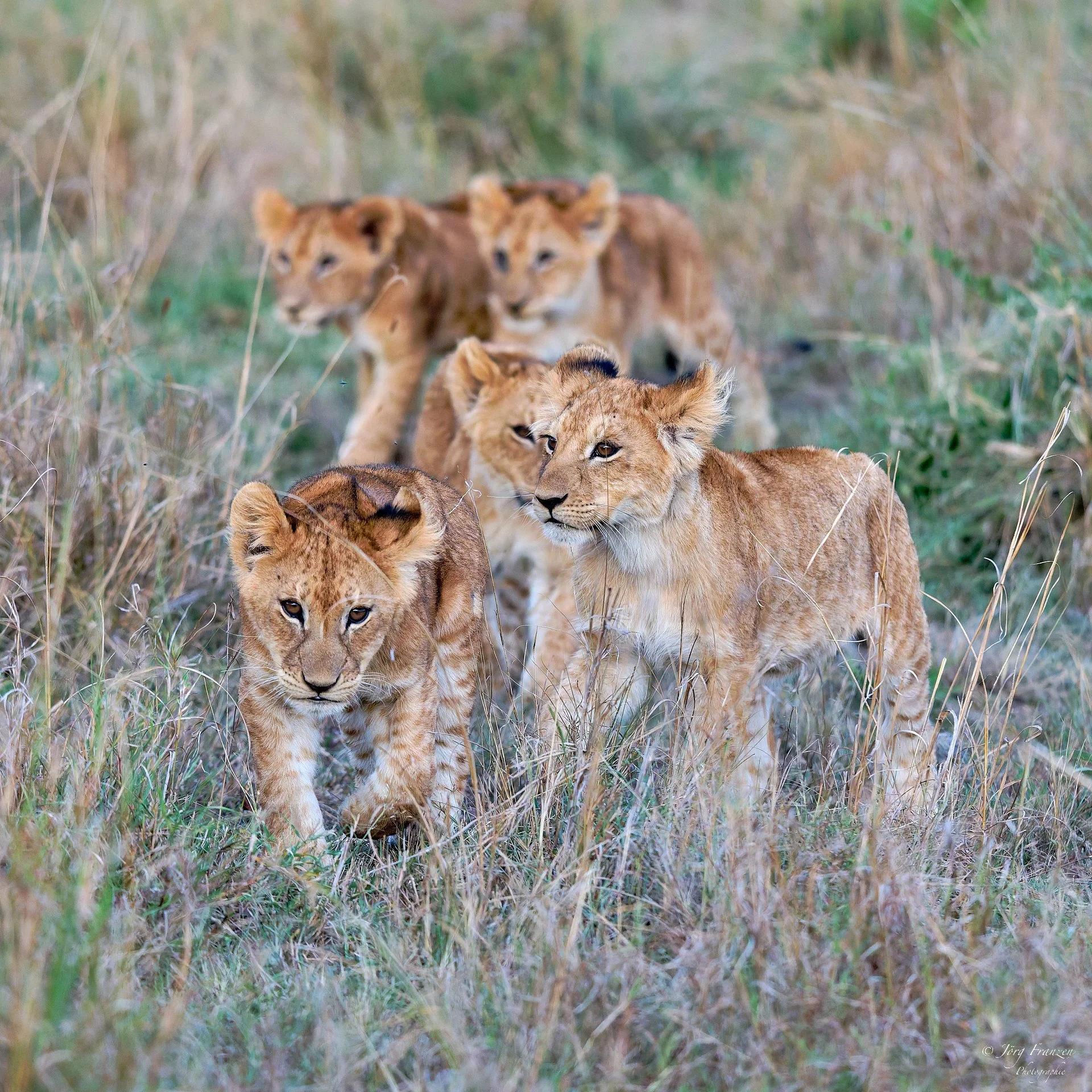Der Nachwuchs eines anderen Löwenrudels.