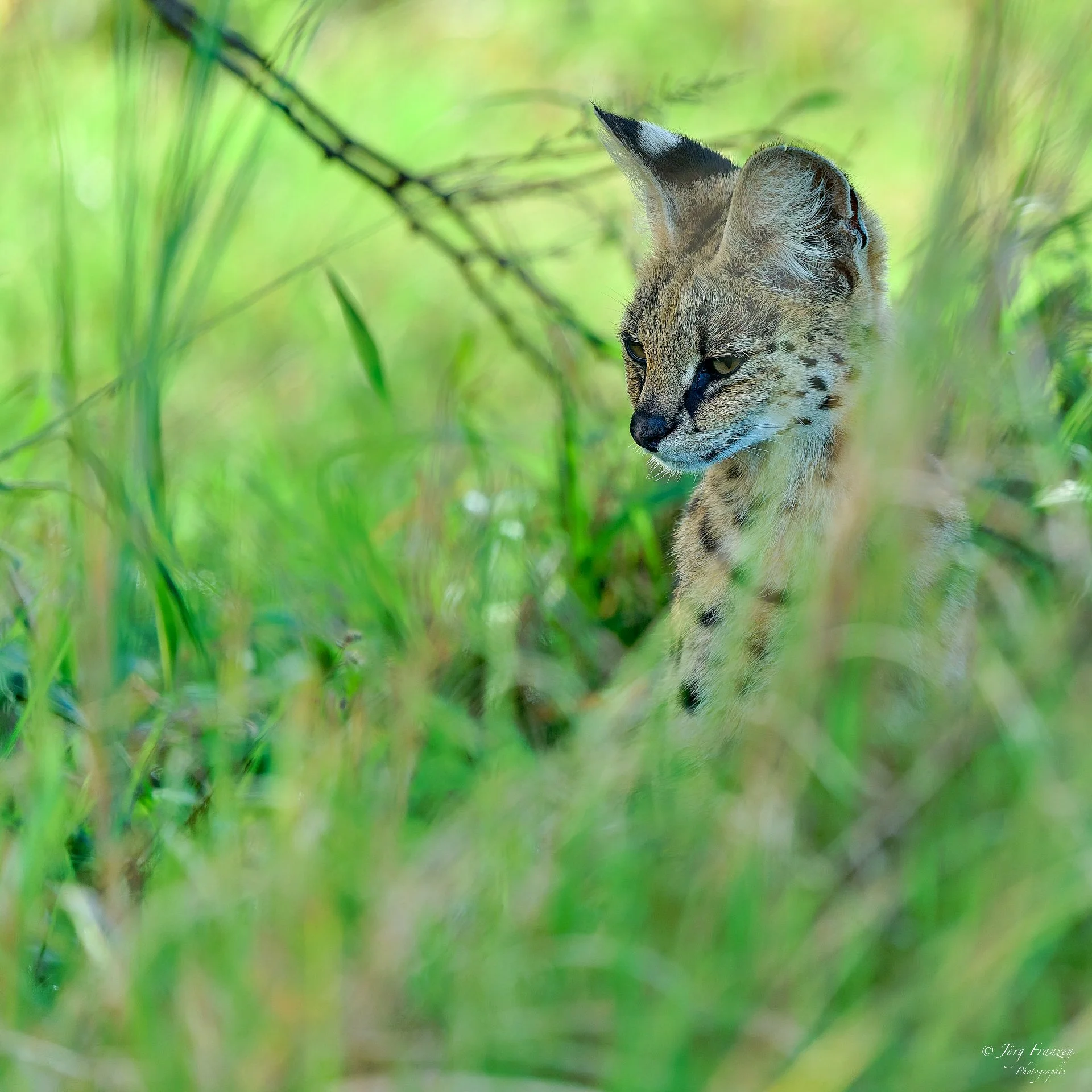 Ein Serval