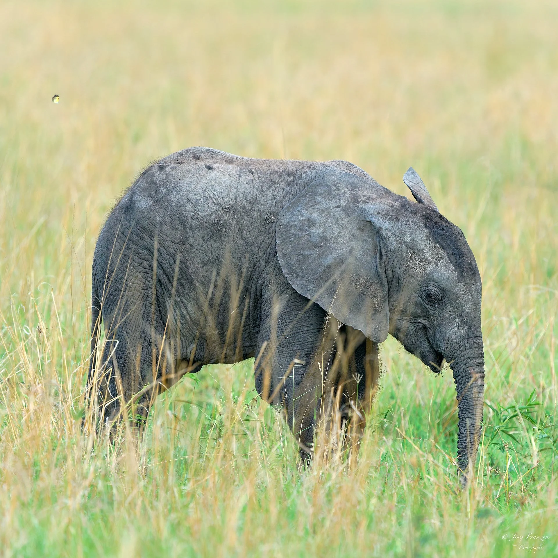 Mit Schmetterling als Begleiter