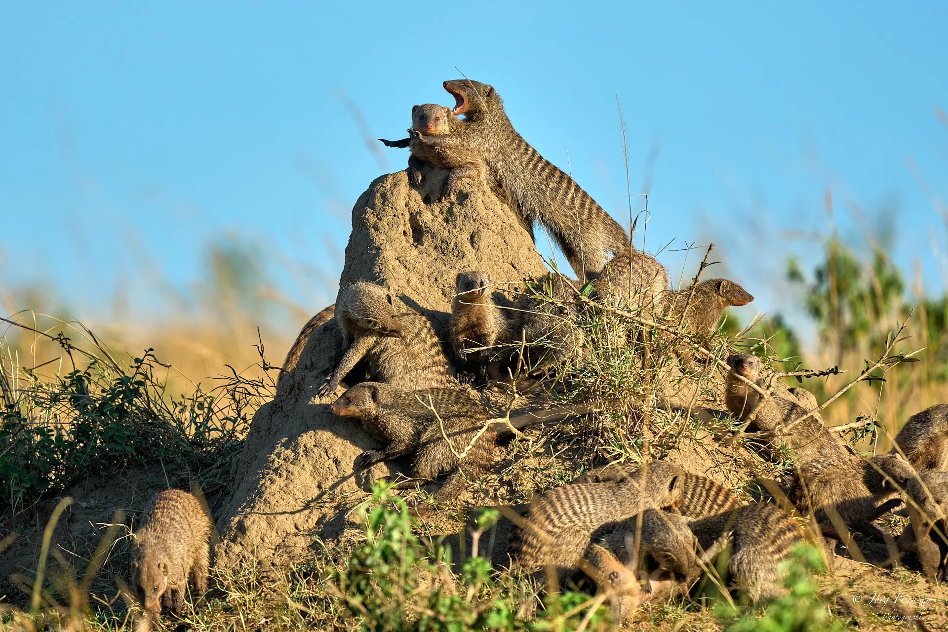 Zebramangusten im morgendlichen Gewusel