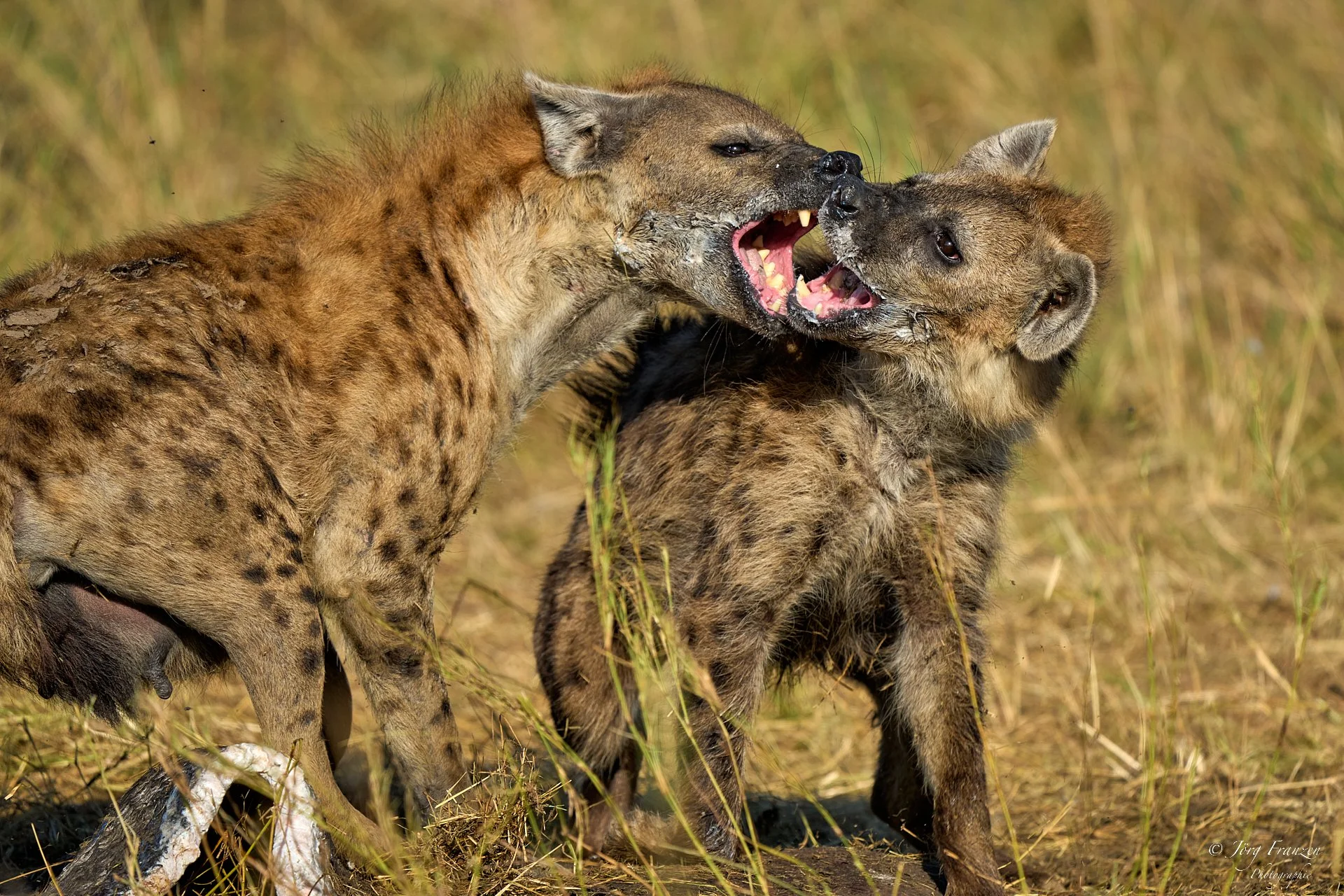 Die Tüpfelhyänen streiten sich darum.