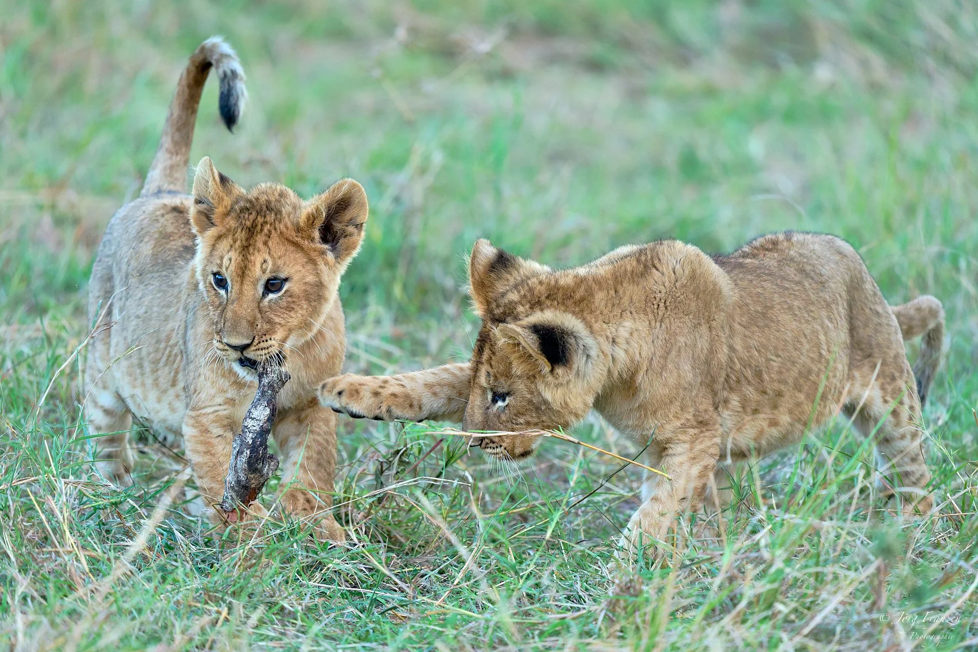 Ungebremster Spieltrieb