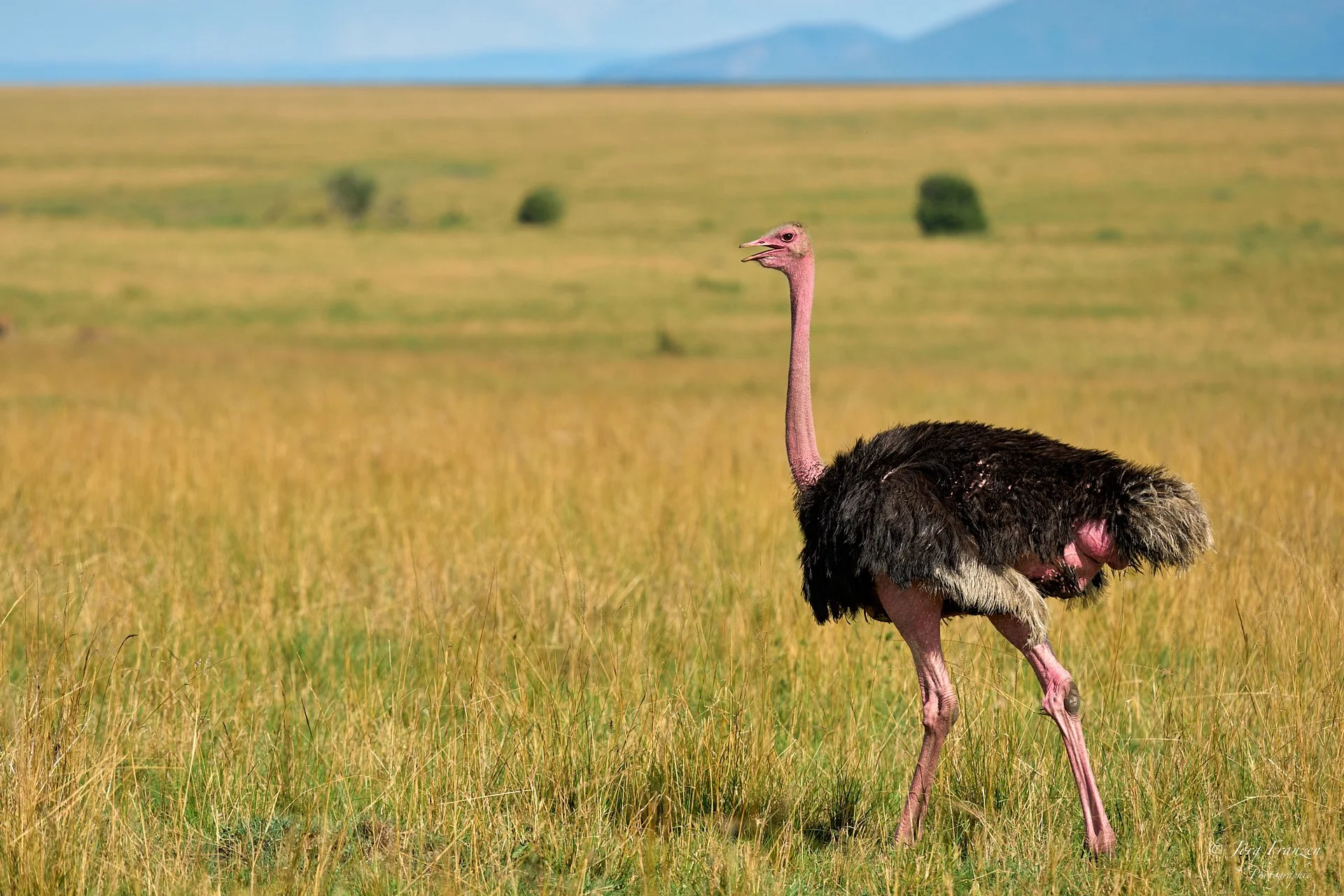 Vogel Strauss (Männchen)