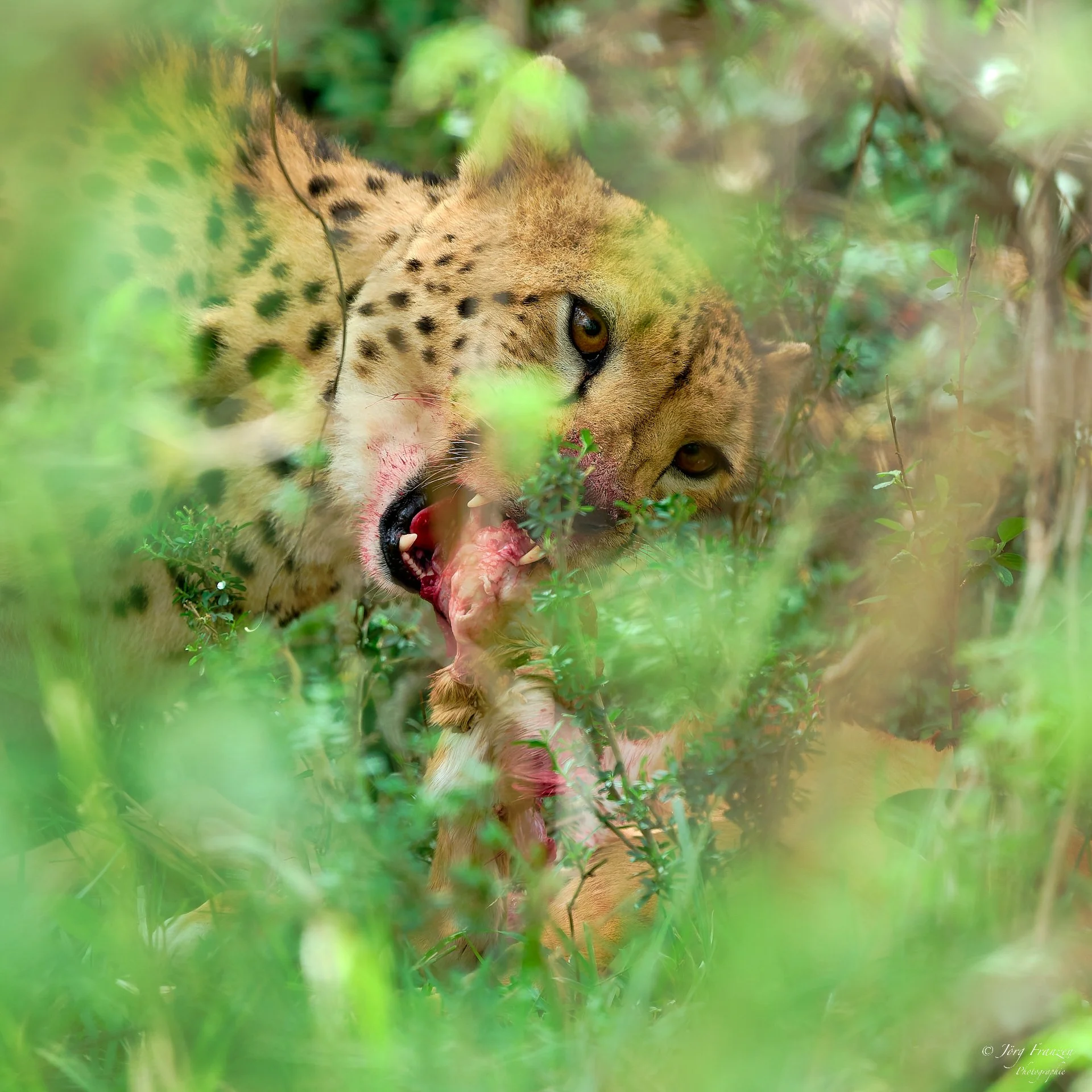 Aus gutem Grund; es hat ein anderes Impala erwischt.