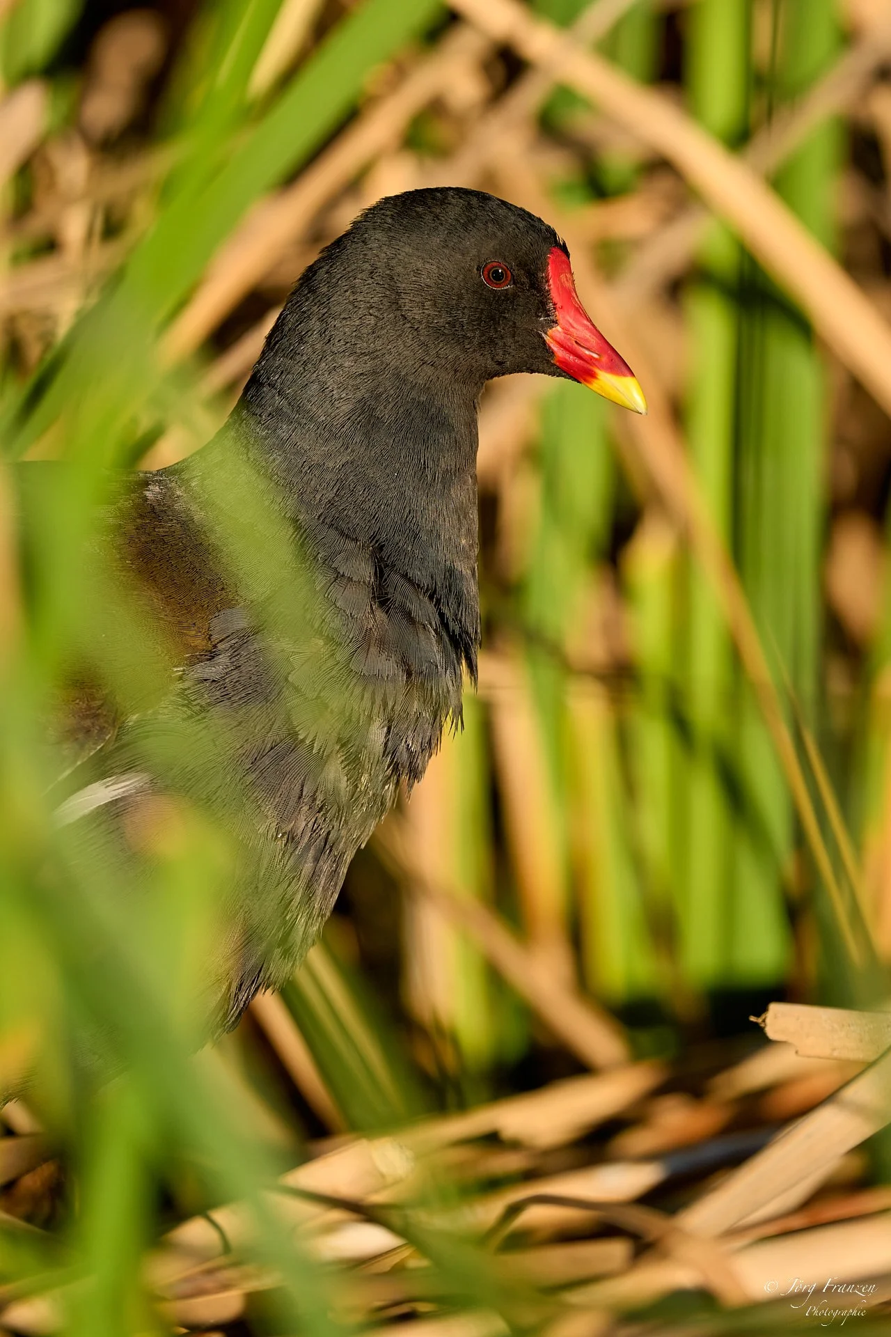Teichhuhn
