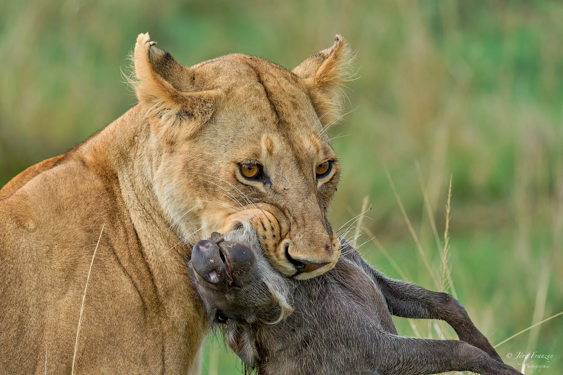 ... bei diesem zupackenden Biss.