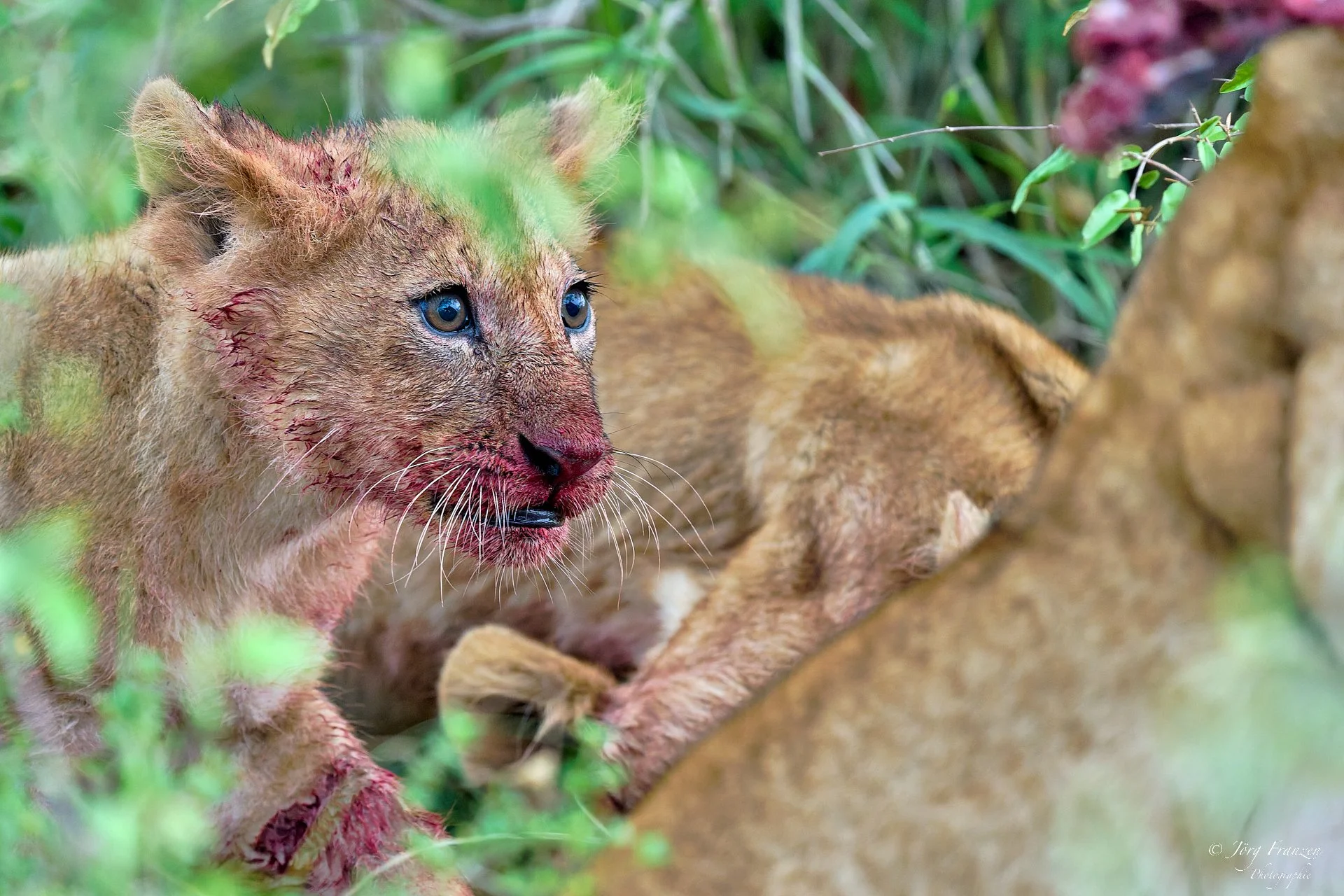 ... die Beute plötzlich wieder wegträgt.