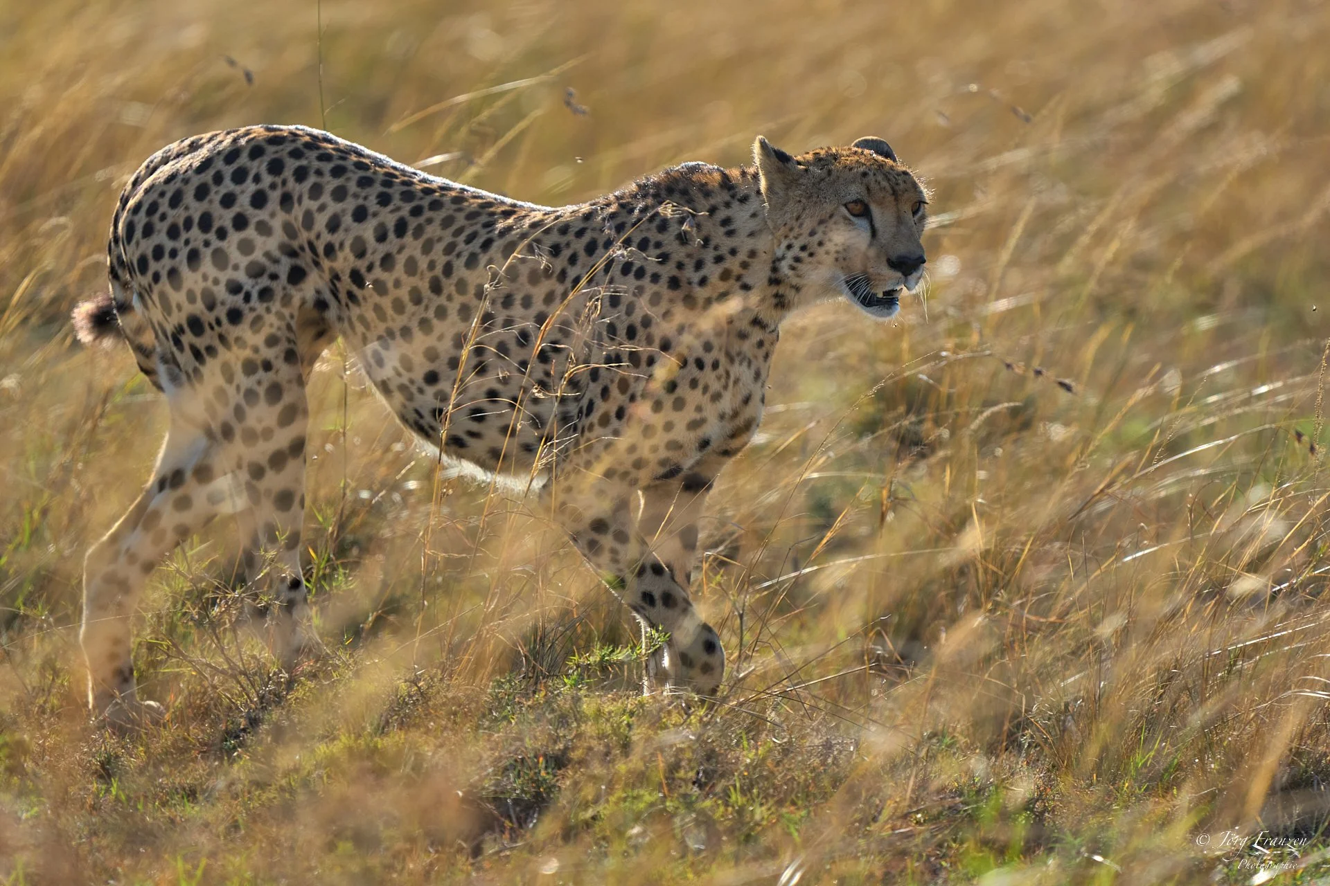 Gepard im hohen Gras