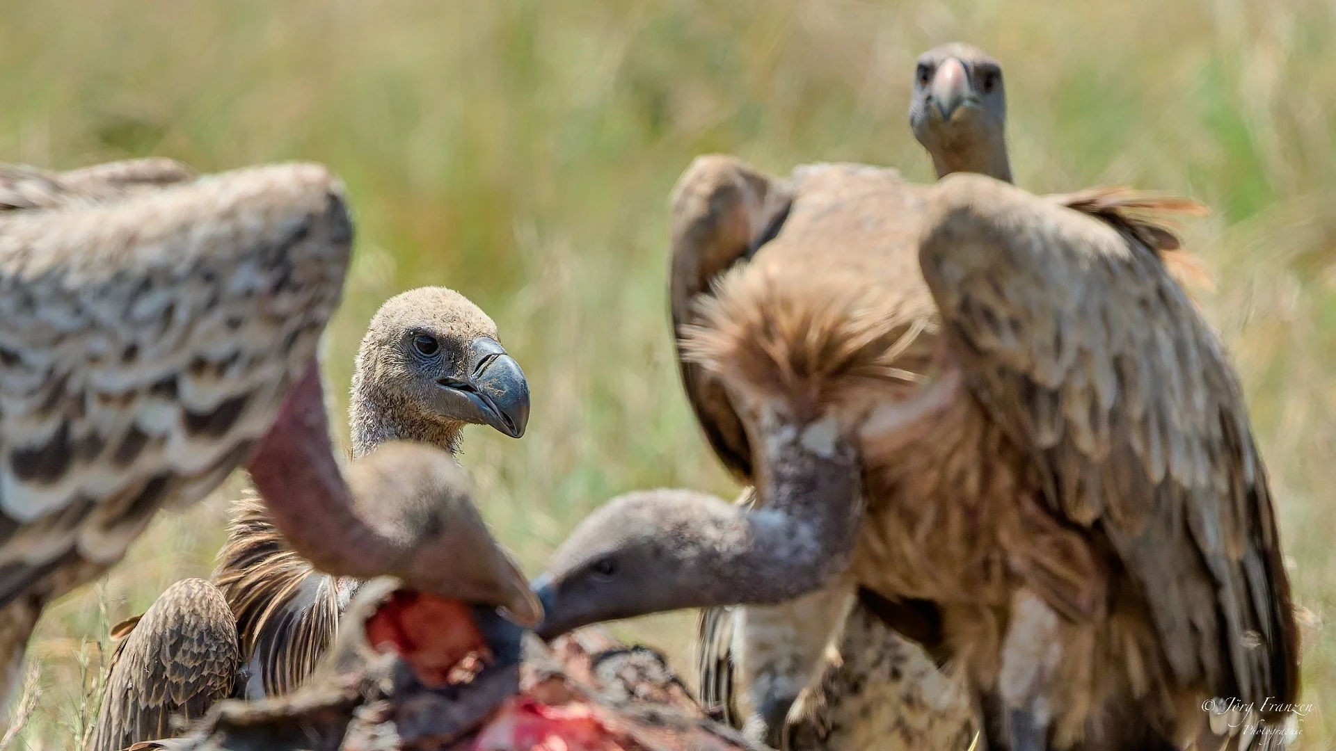 Das Buffet ist immer noch eröffnet.