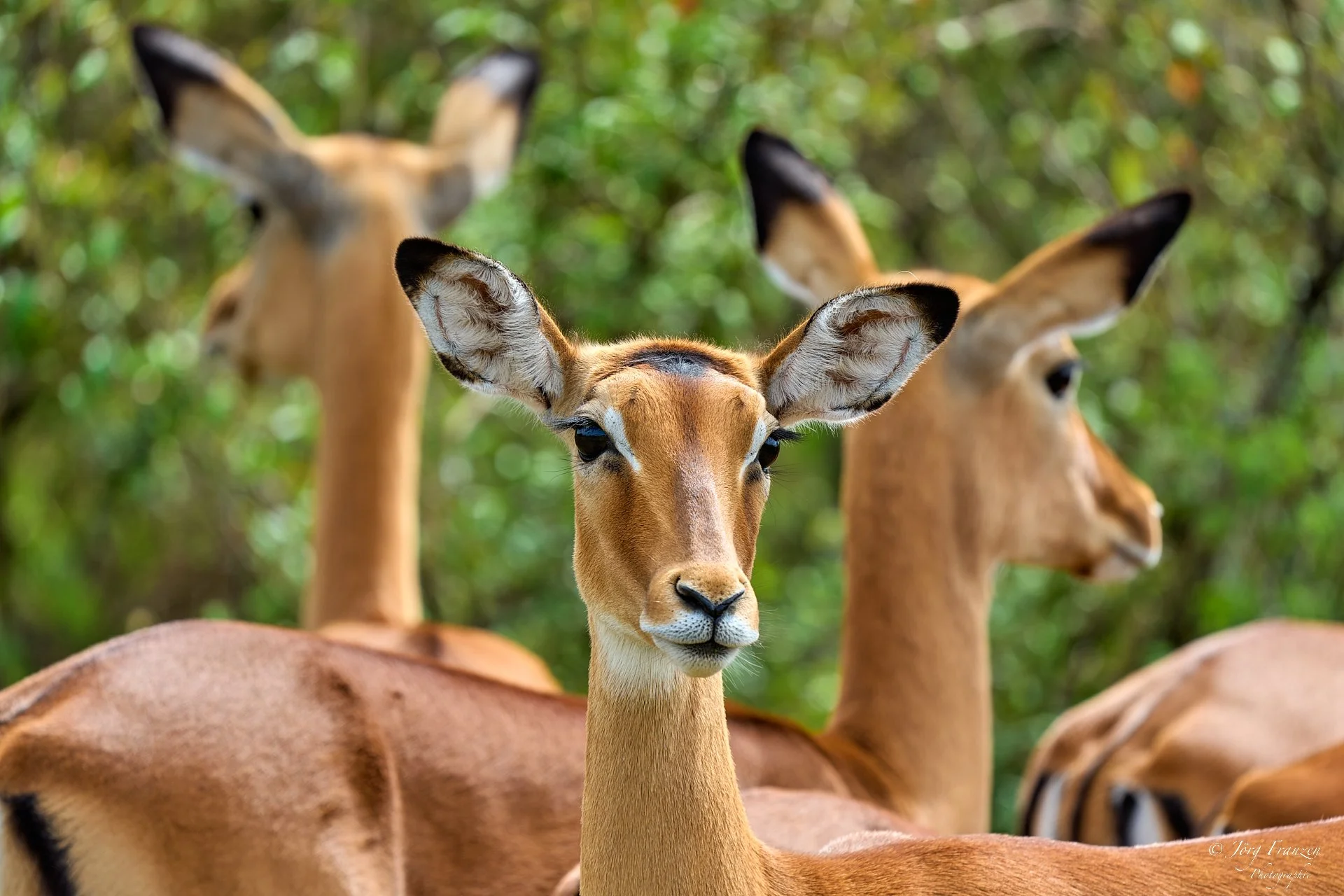 Sorgenvoll blickende Impalas