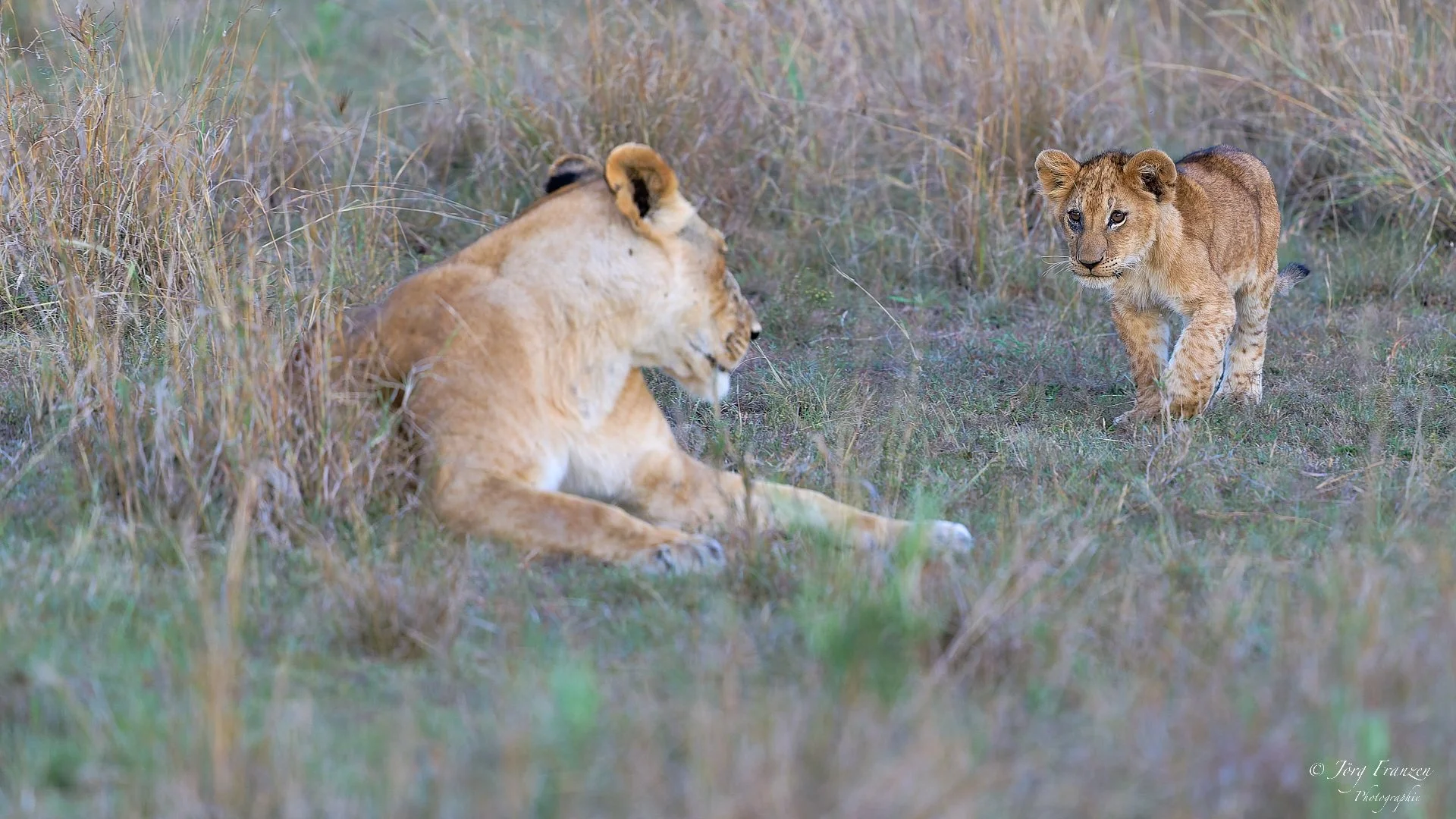 ... weil sie schon längere Zeit keine Beute mehr gemacht haben.