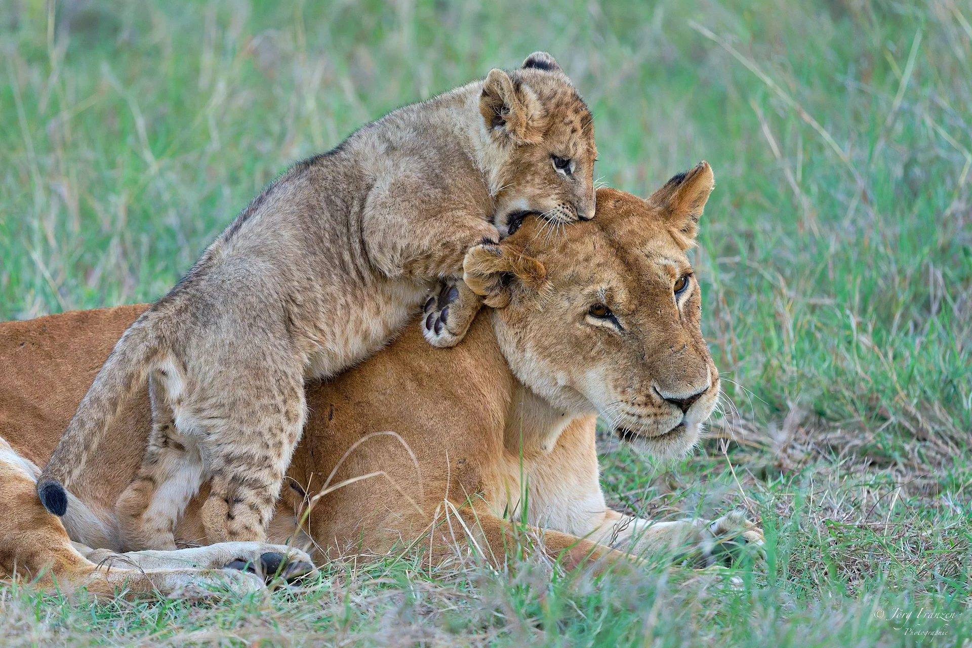 Sie braucht ein dickes Fell.